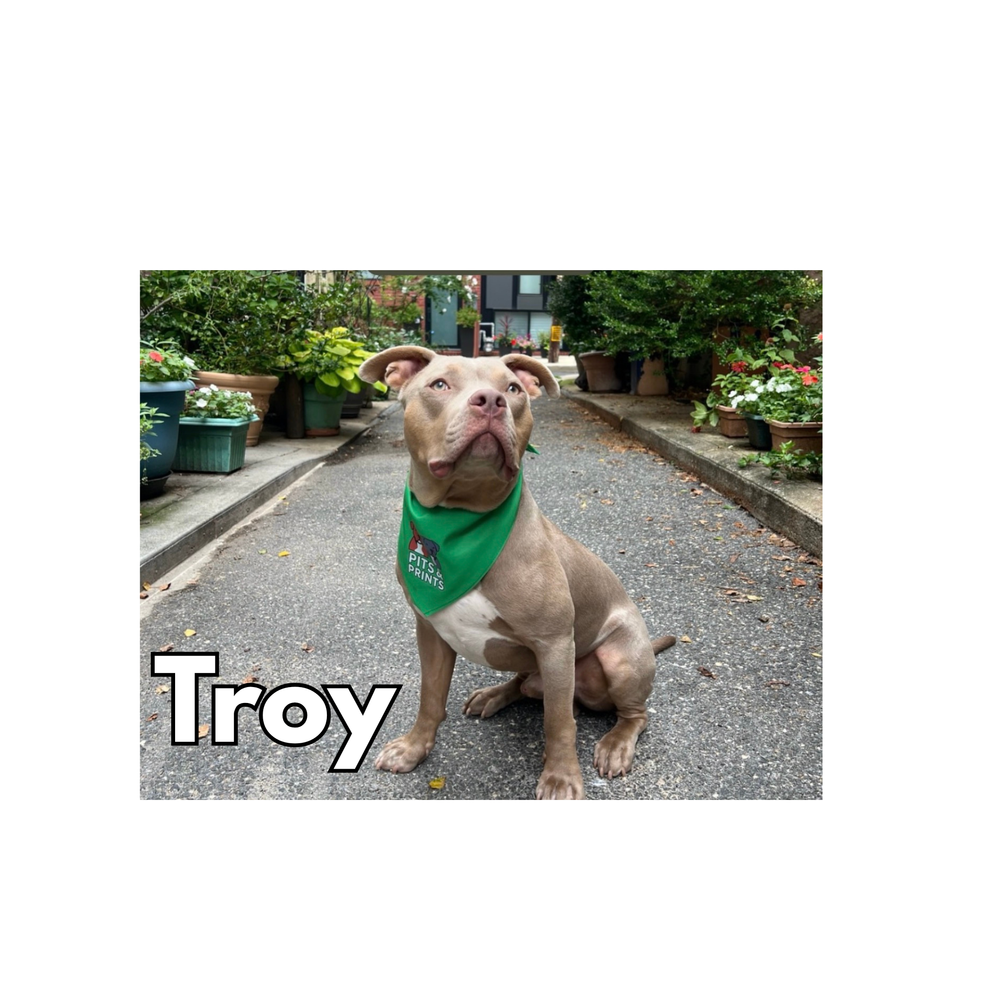 Troy