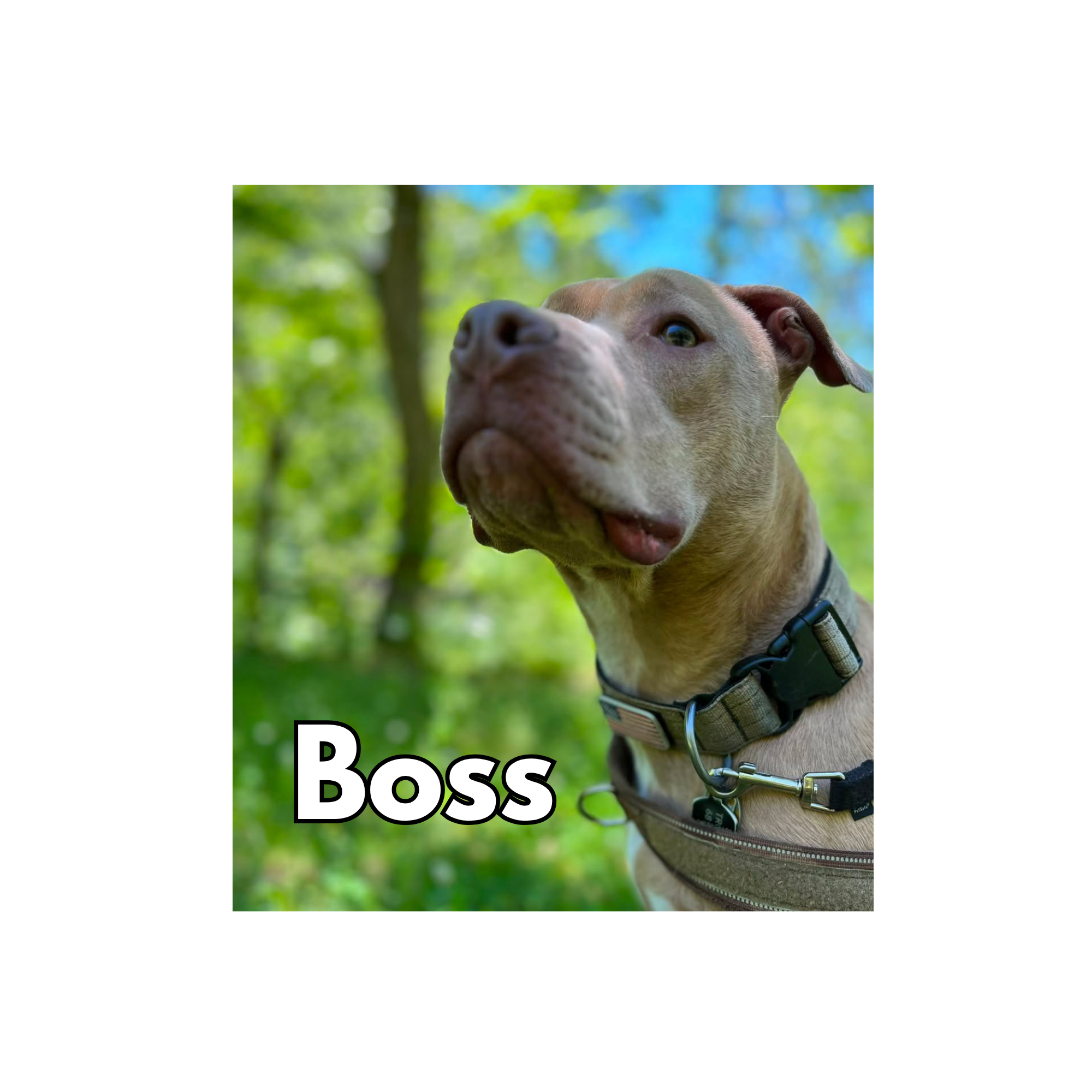 Boss