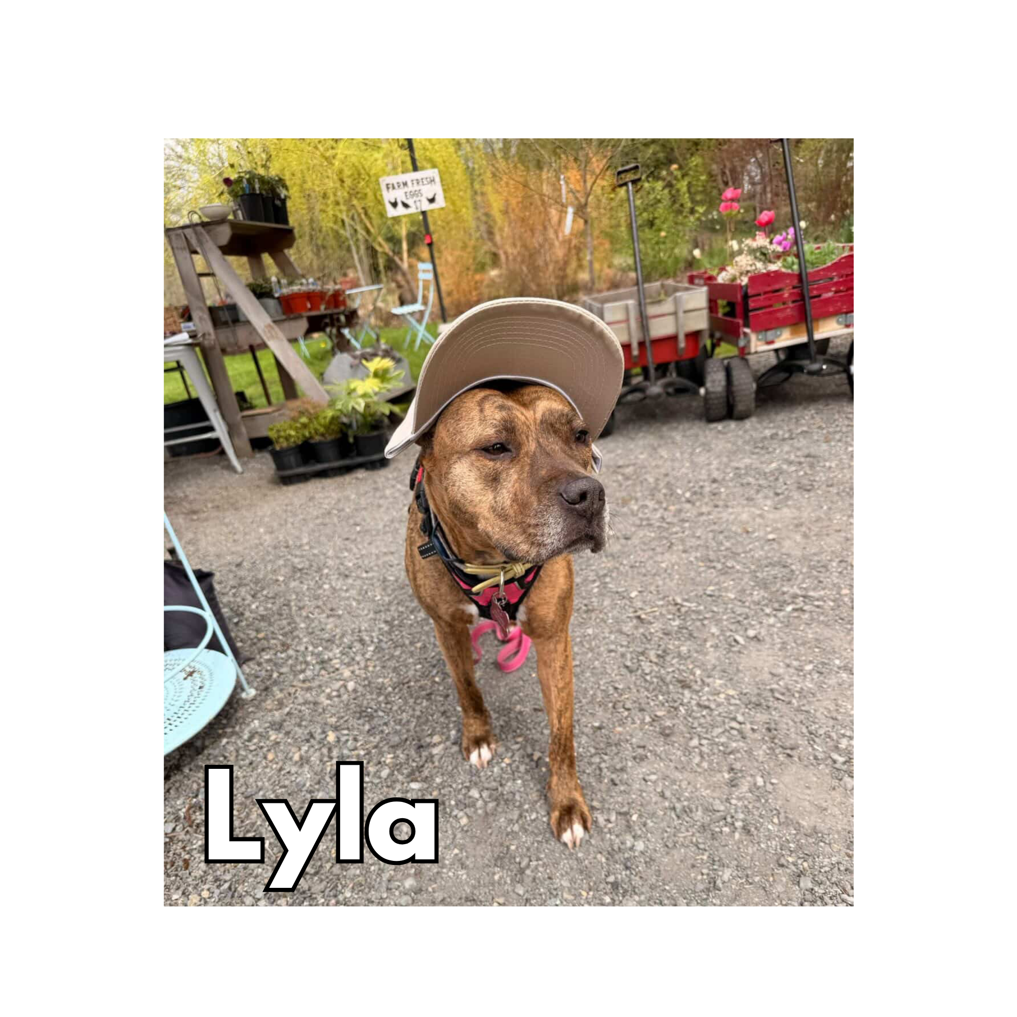 Lyla
