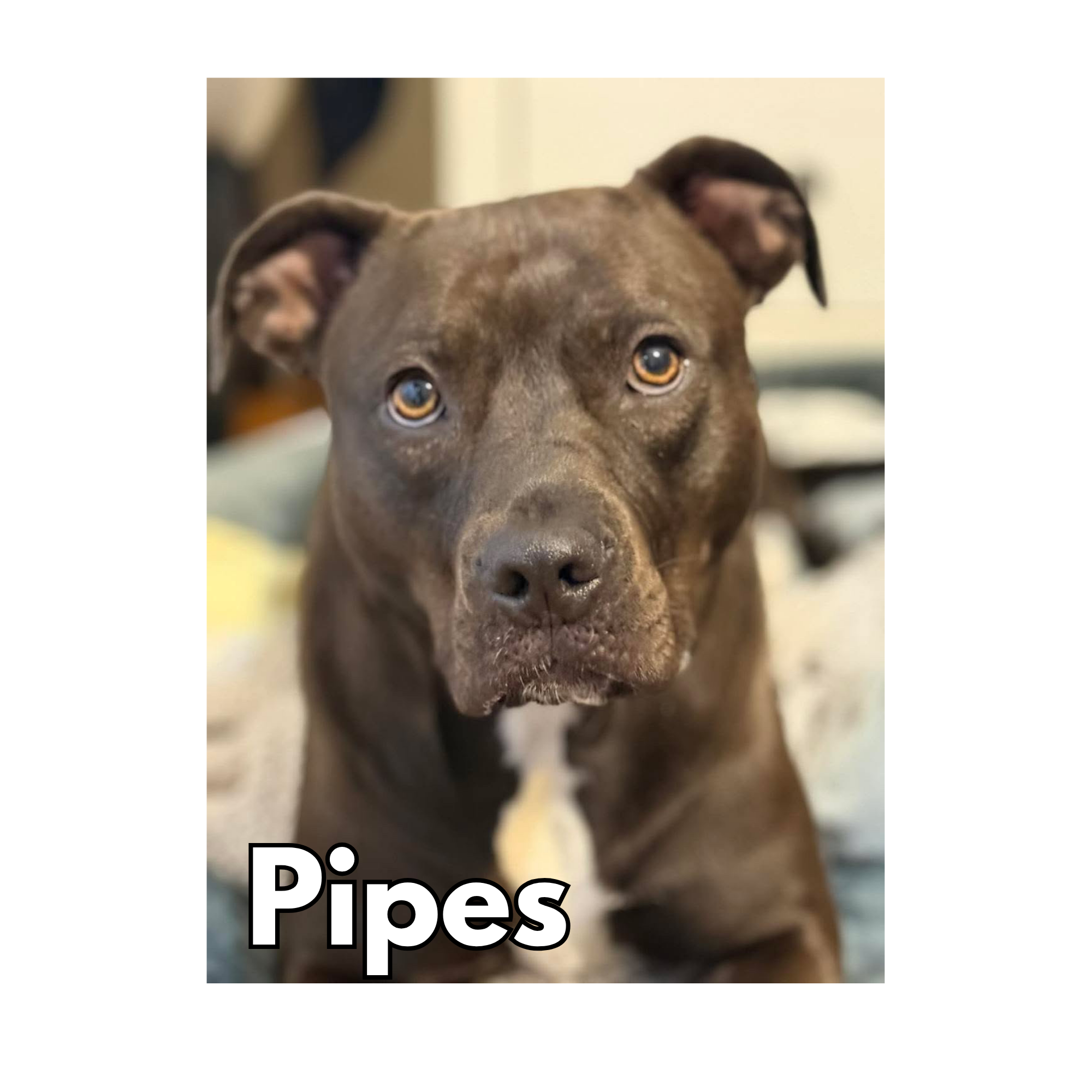 Pipes