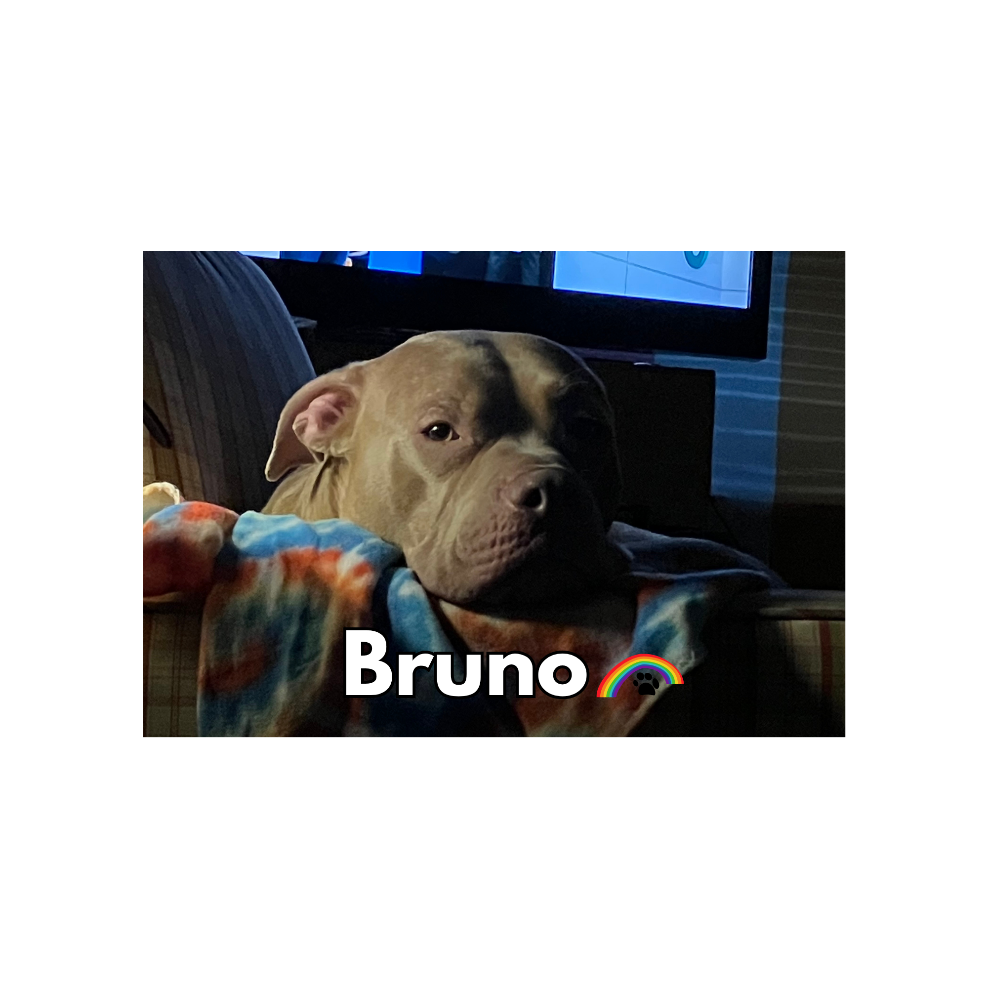 Bruno