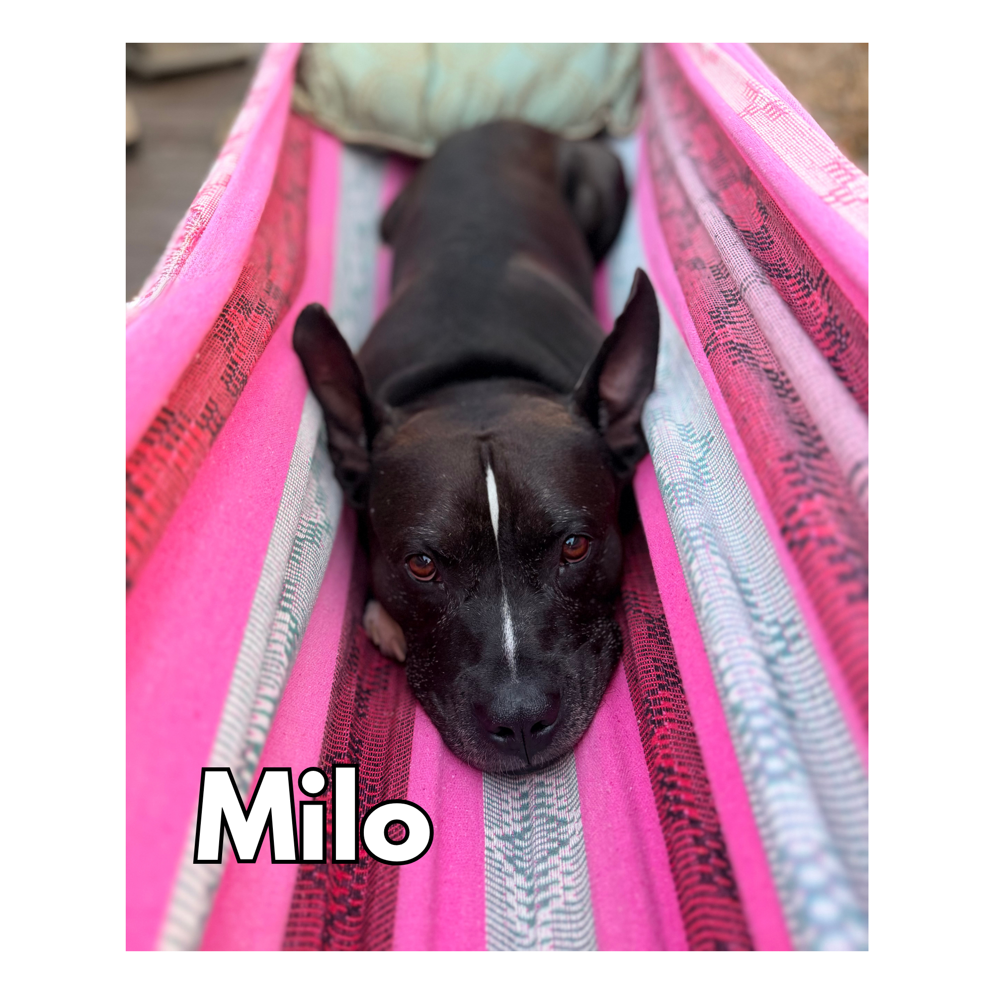 Milo