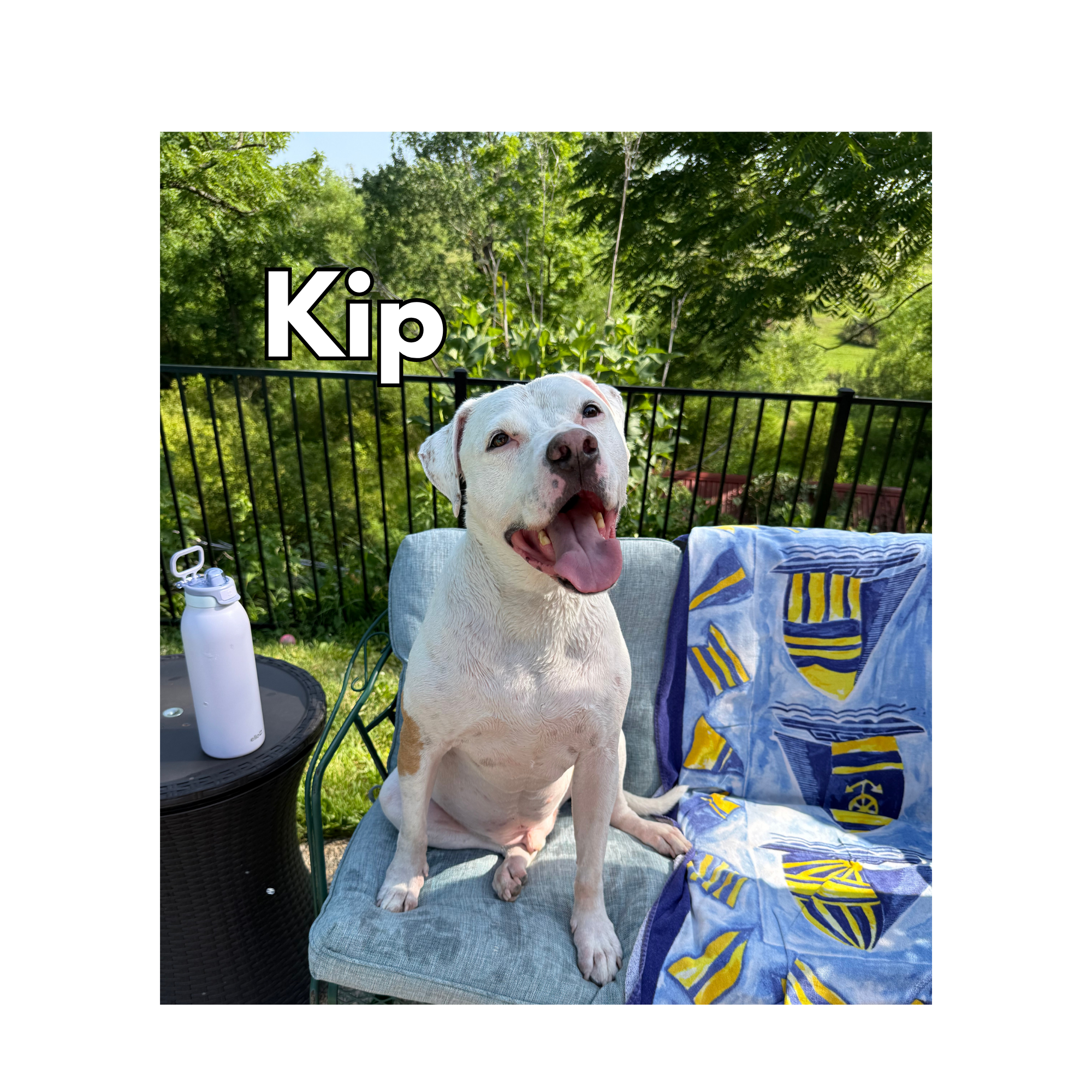 Kip