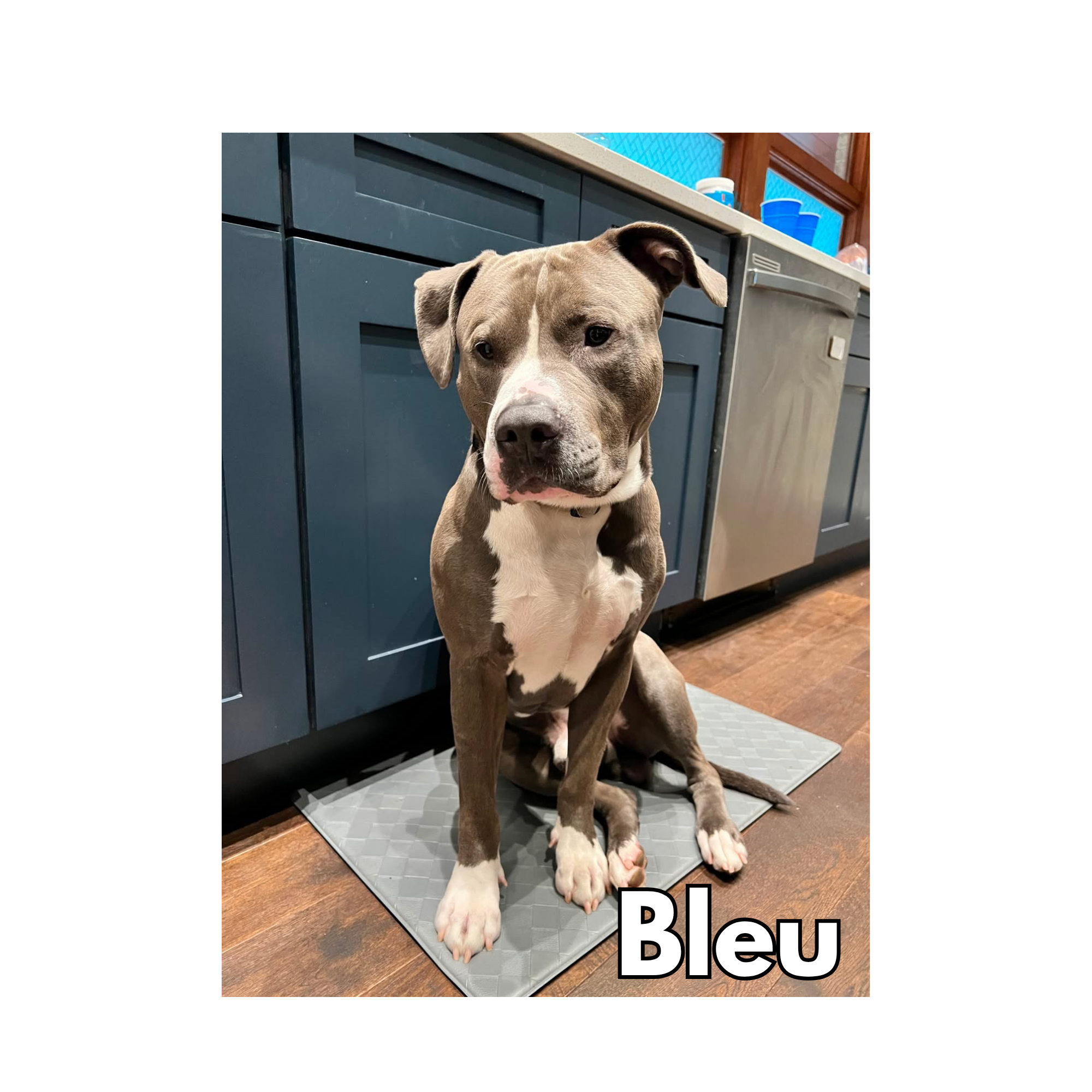 Bleu
