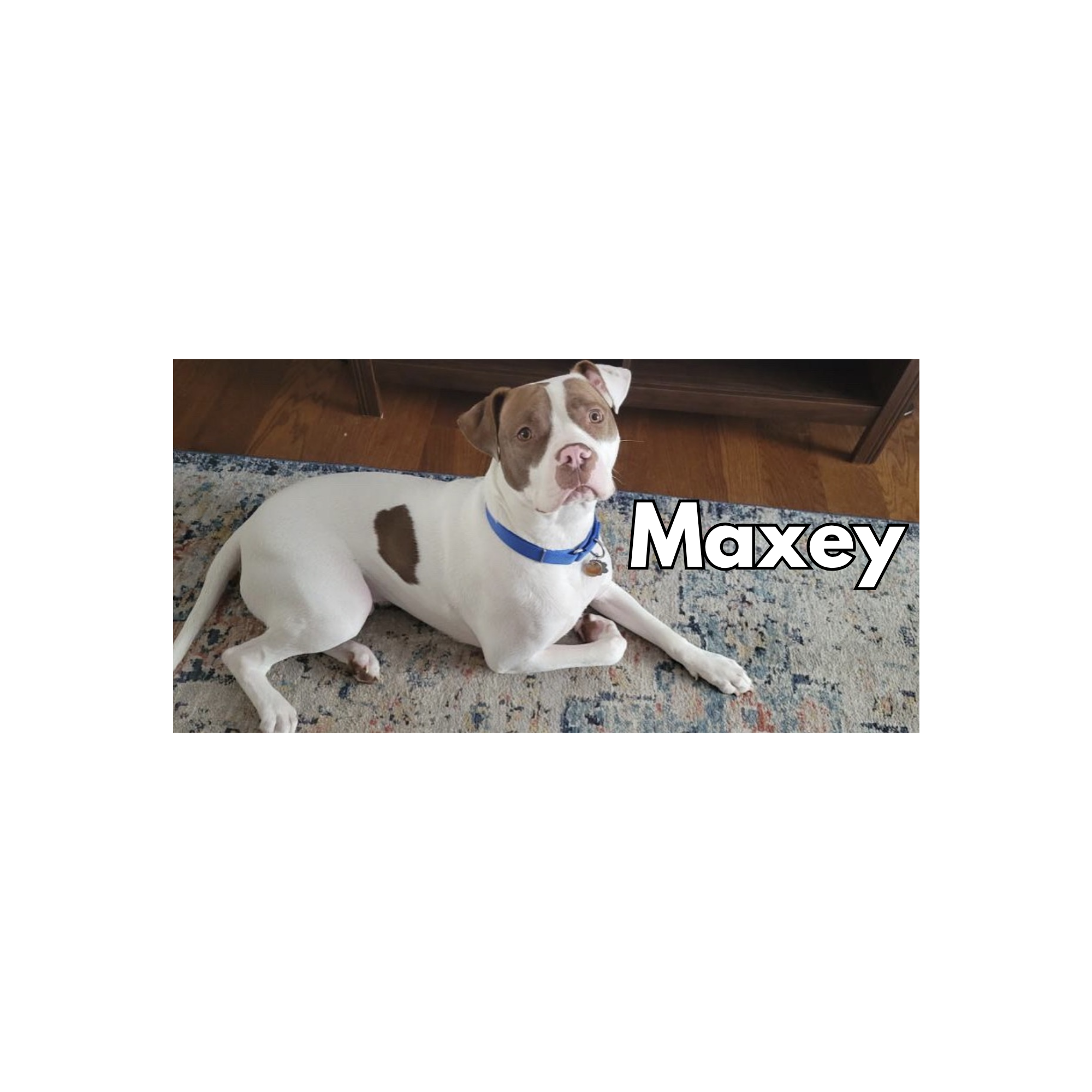 Maxey 
