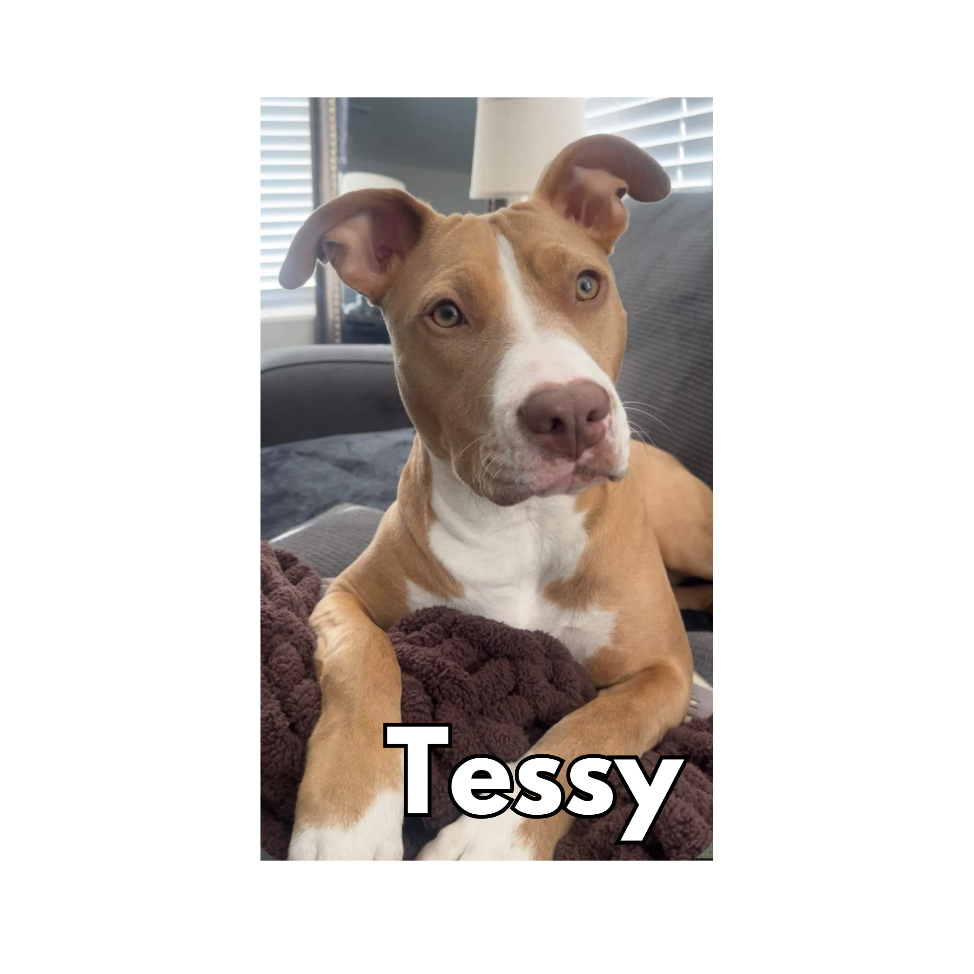 Tessy