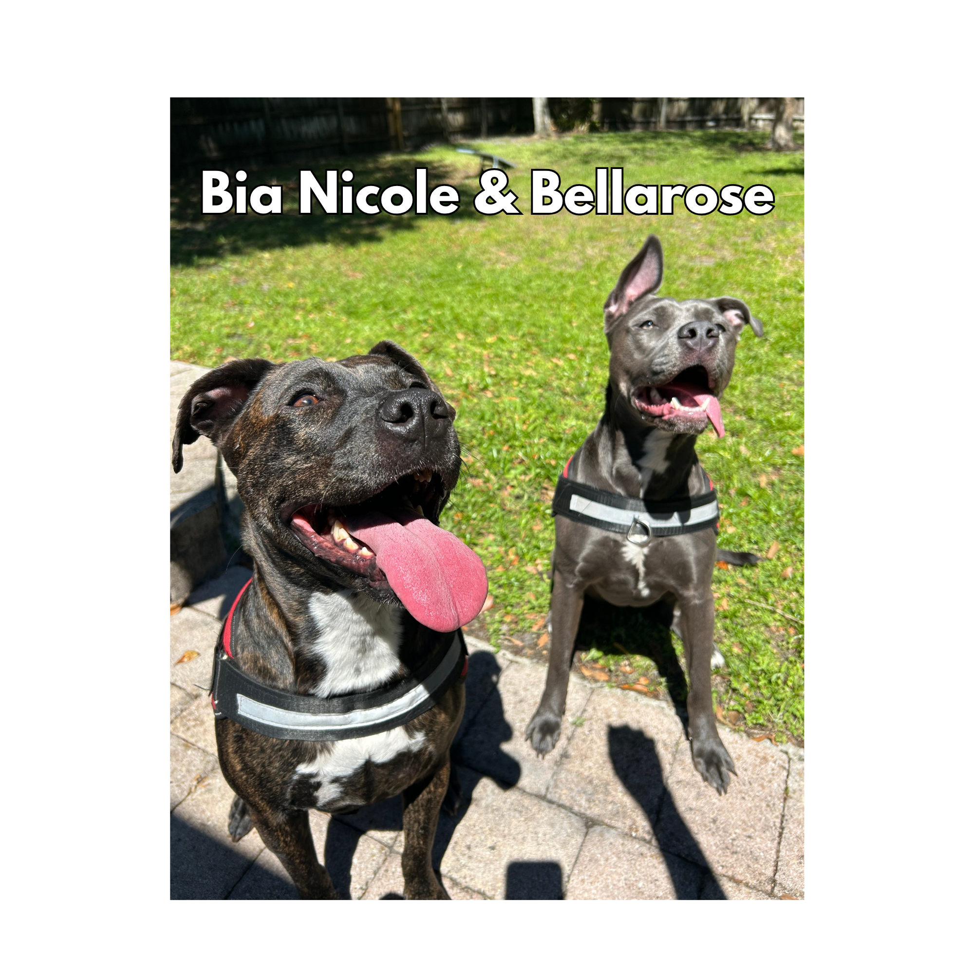 Bia Nicole & Bellarose