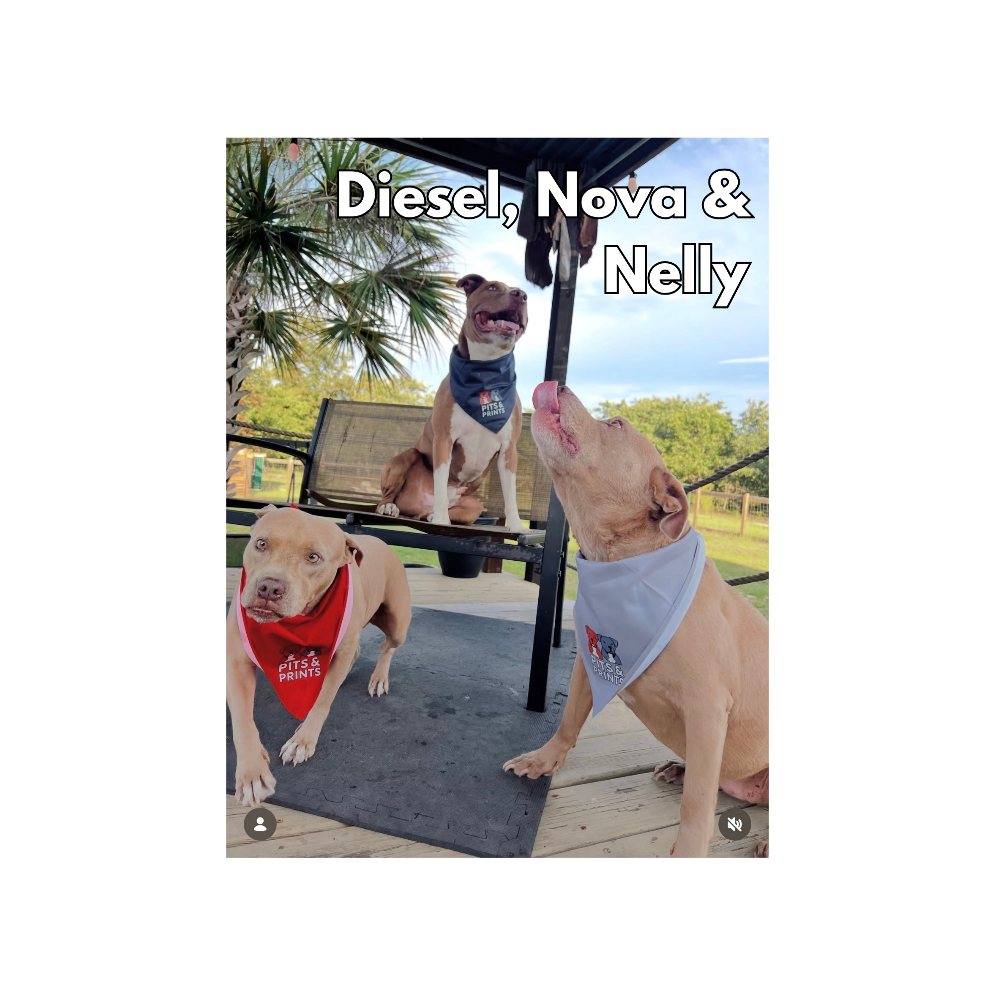 Diesel, Nova, Nelly