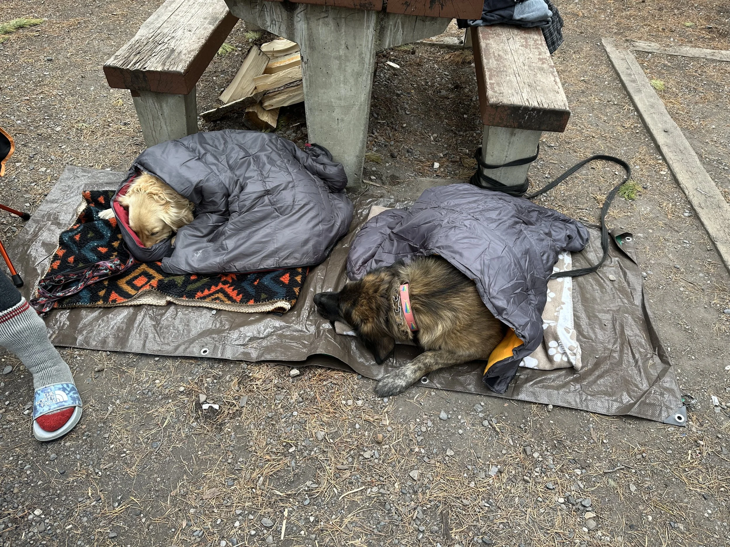 Two dogs sleeping outdoors on mats and blankets under a picnic table, each covered with a gray sleeping bag; one dog is a golden retriever and the other a German shepherd mix.