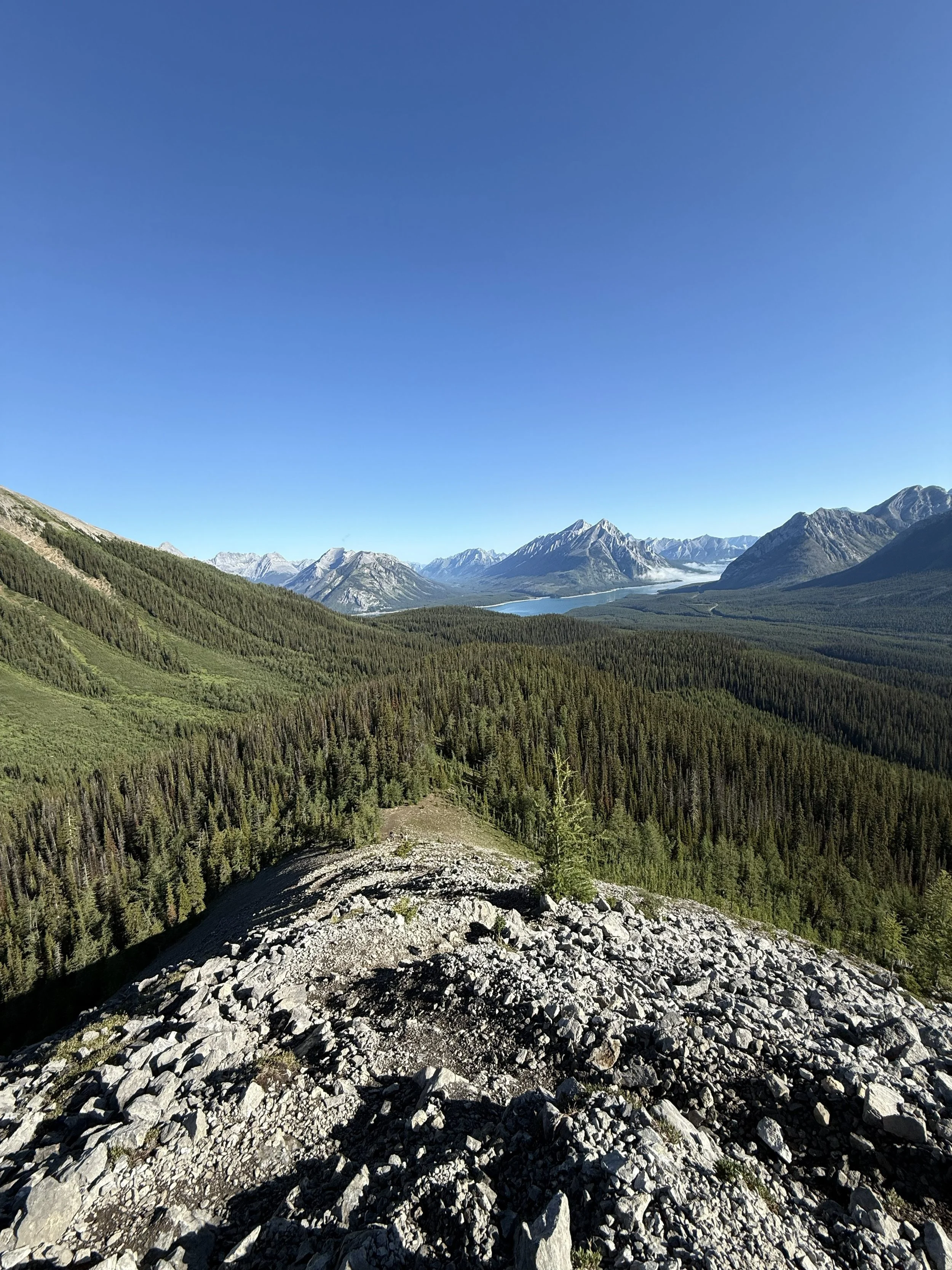 Scenic mountain landscape with pine forests, rocky foreground, a lake, and snow-capped peaks under a clear blue sky.
