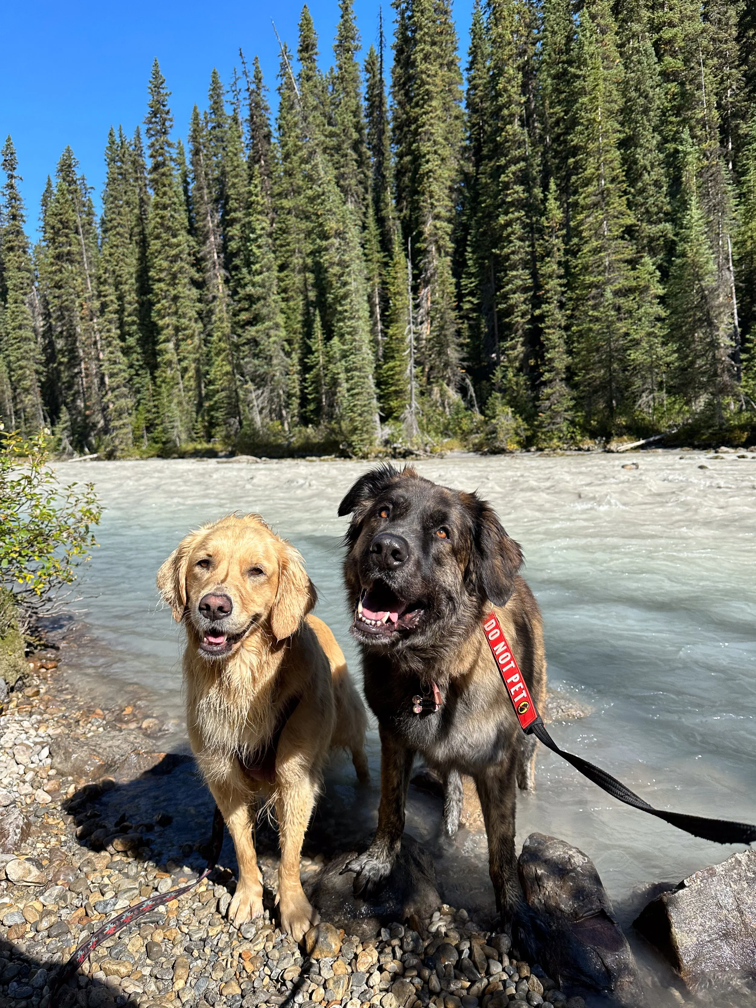 Two dogs standing on a rocky riverbank surrounded by trees, with a flowing river and tall pine trees in the background on a clear, sunny day.