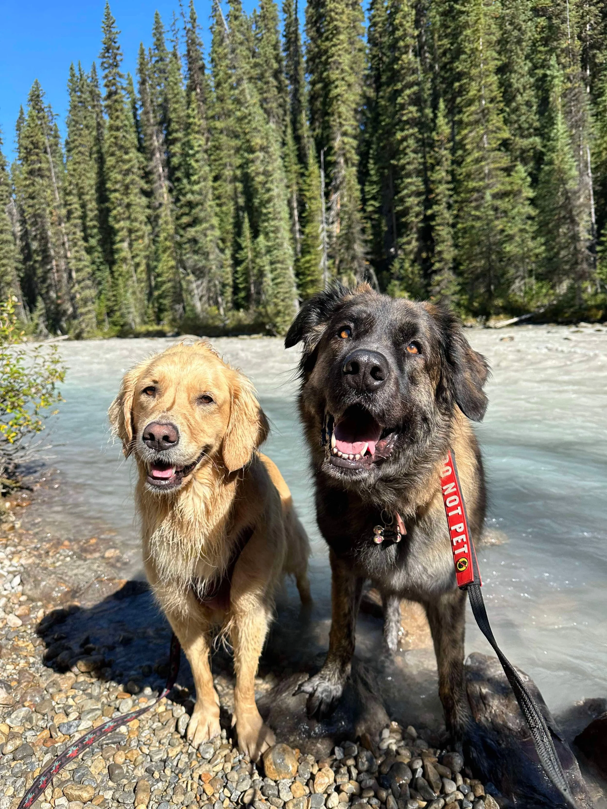 Two happy dogs, one golden retriever and one mixed breed, standing by a river in a forest with tall pine trees, under a blue sky.