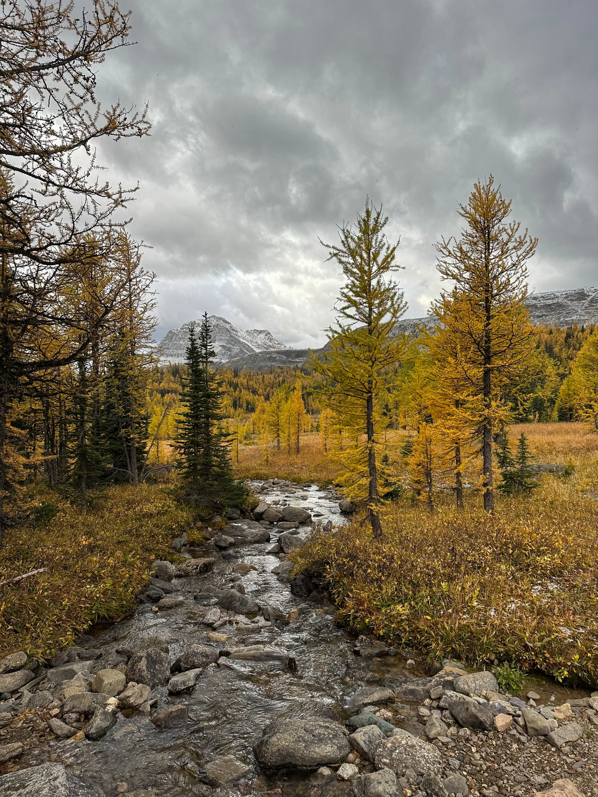 A mountain stream flowing through a forest of autumn-colored trees with snow-capped mountains in the background and cloudy sky overhead.