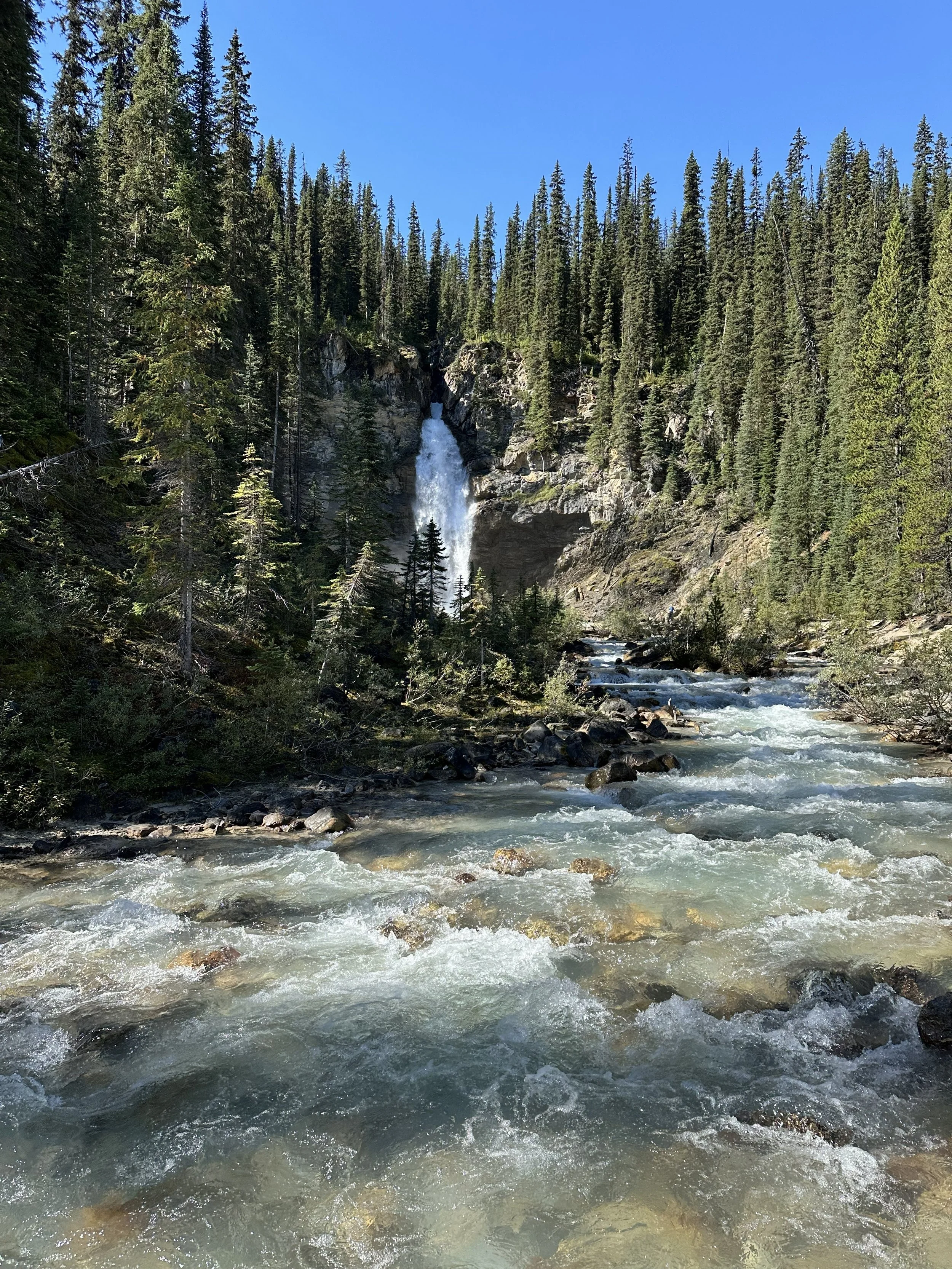 A mountain stream with rushing water flowing through a forest of tall pine trees, with a waterfall cascading down rocks in the background under a clear blue sky.