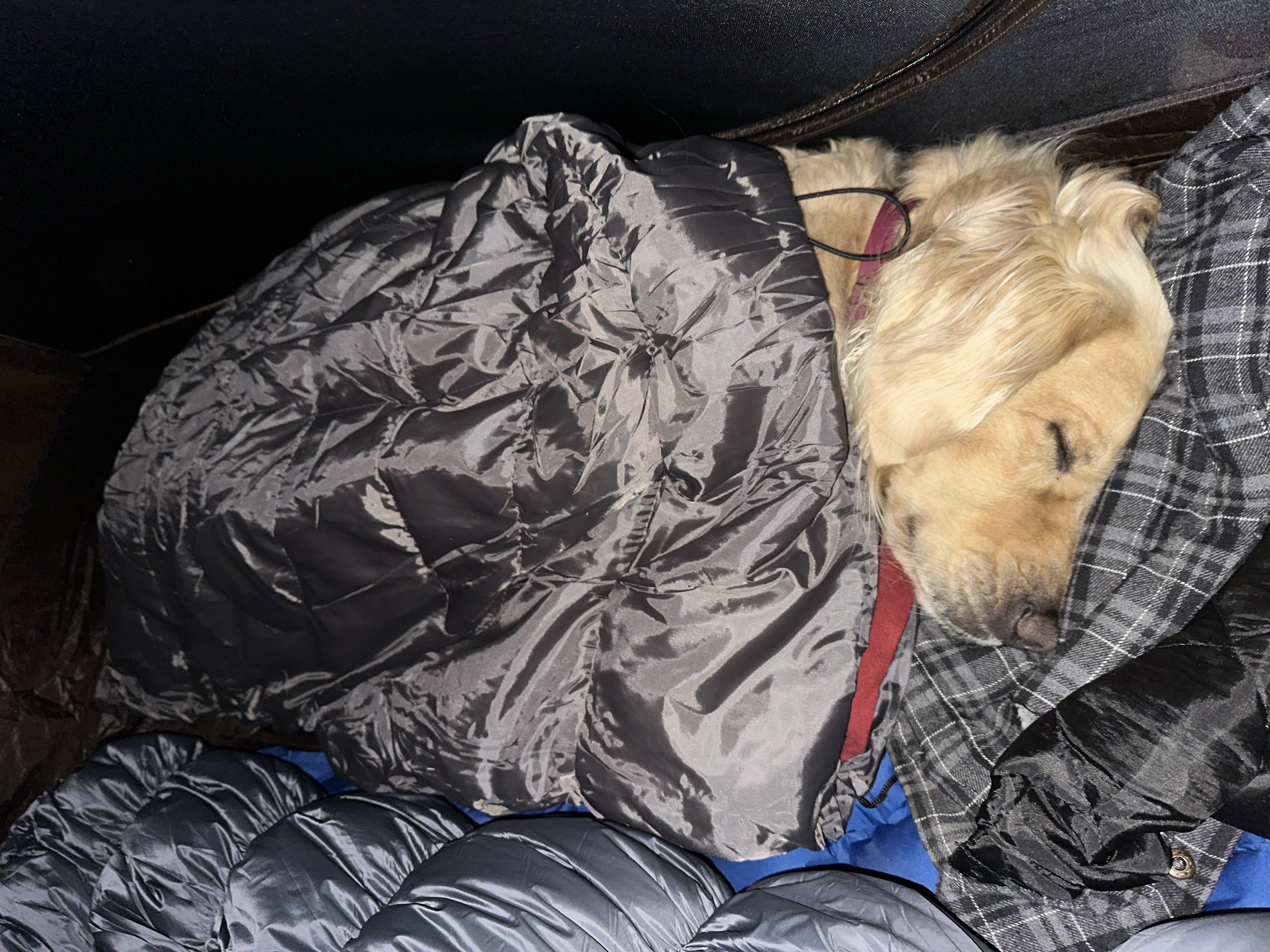 A golden retriever dog sleeping peacefully, covered with a gray puffer jacket, resting its head on a person wearing a checkered shirt.