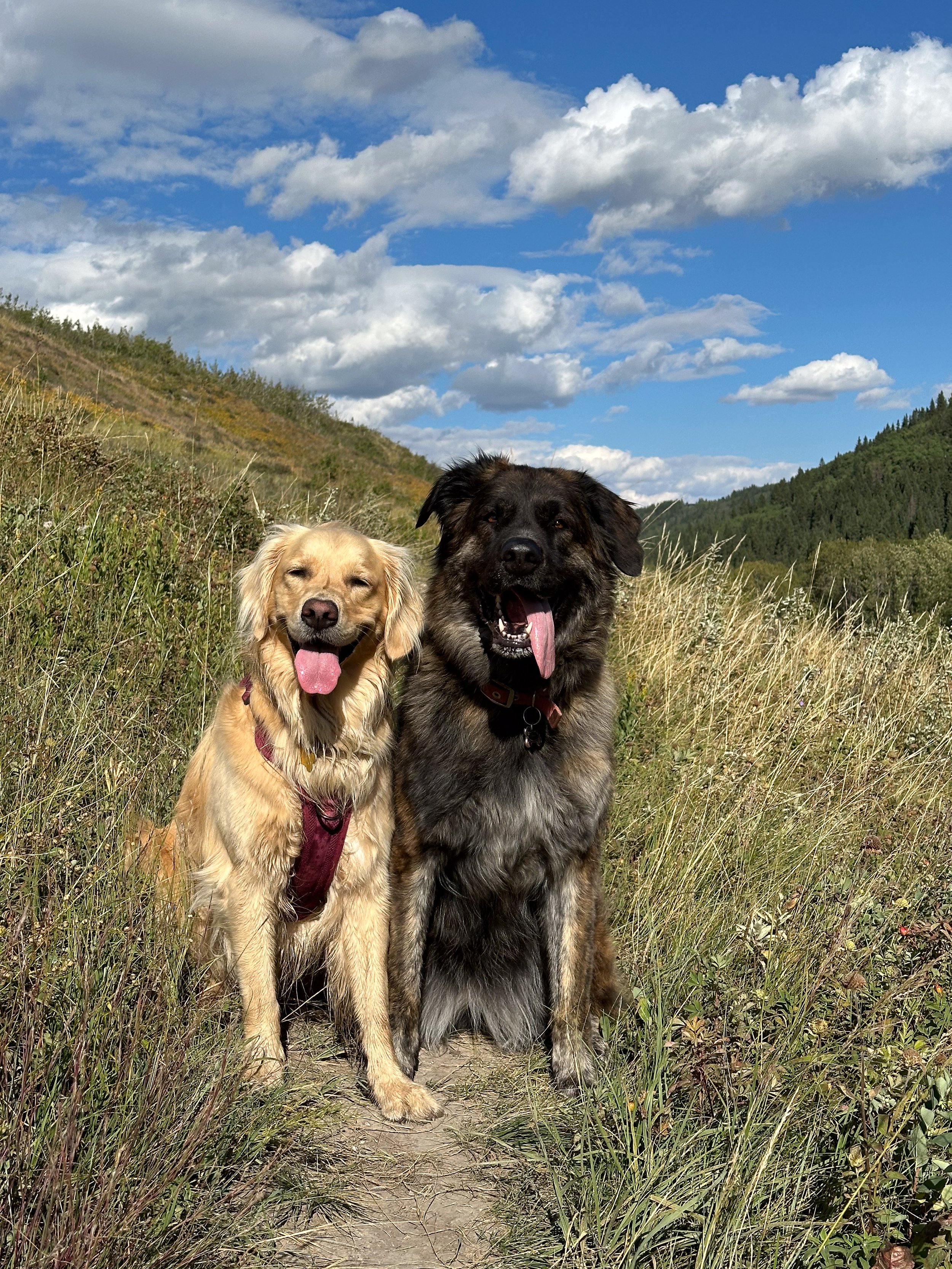 Two dogs sitting on a trail in a grassy field with hills and a blue sky with clouds in the background.