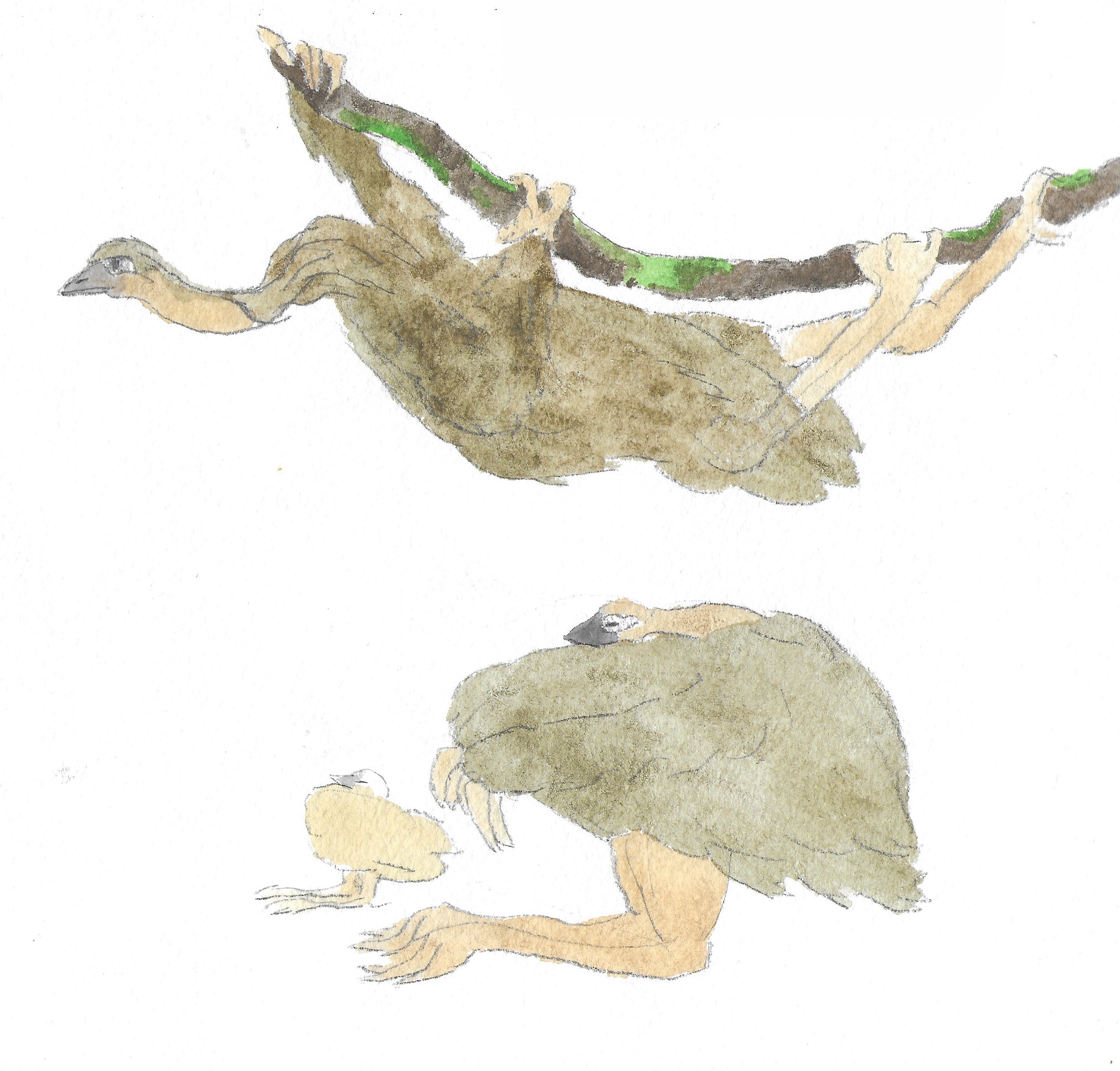 emu-sloth.png
