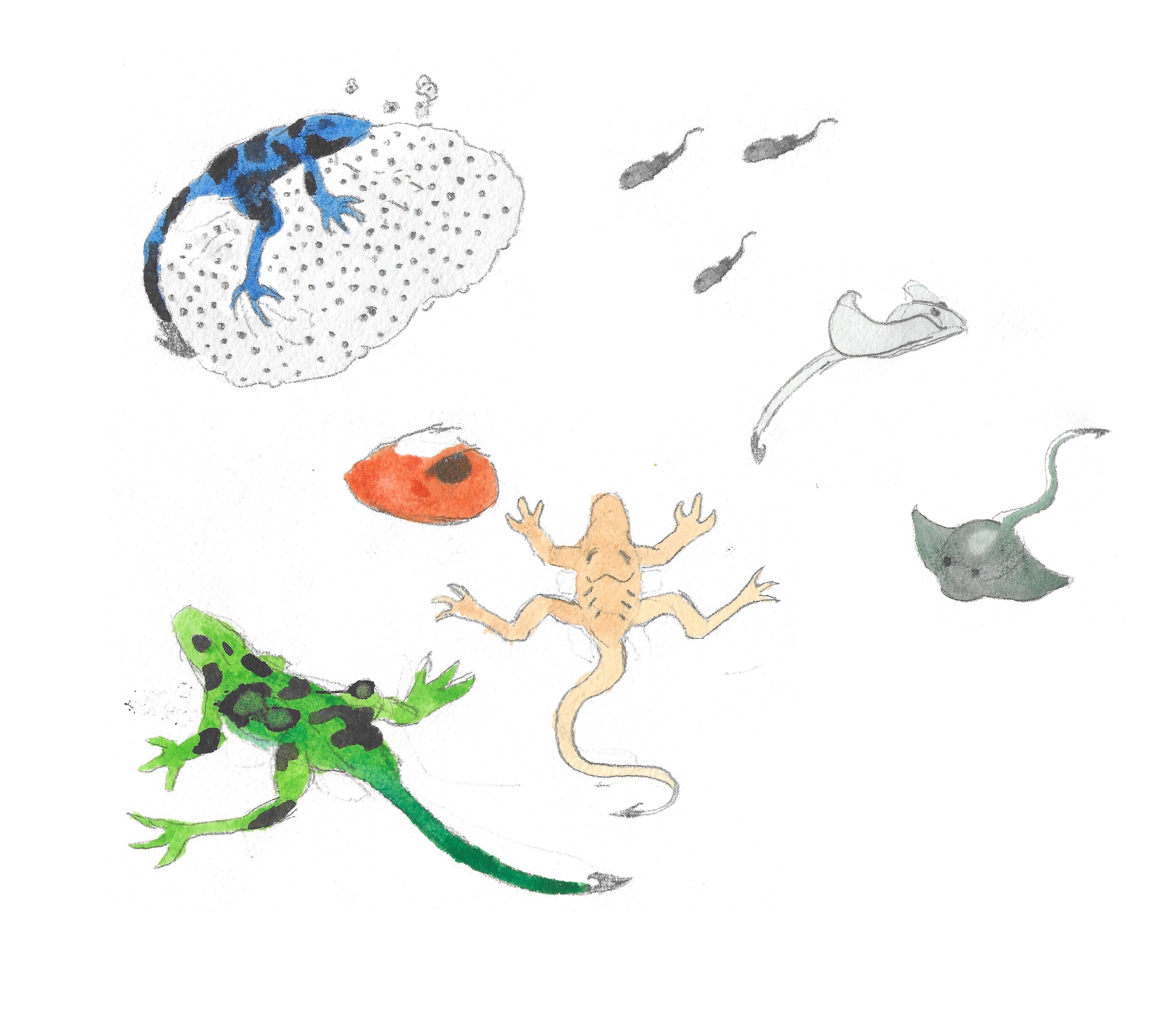 poison dart frog-stingray.png