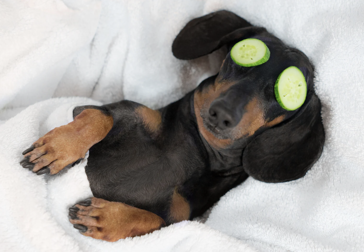 A black and tan puppy with cucumber slices on its eyes, lying on a white blanket with a white background.