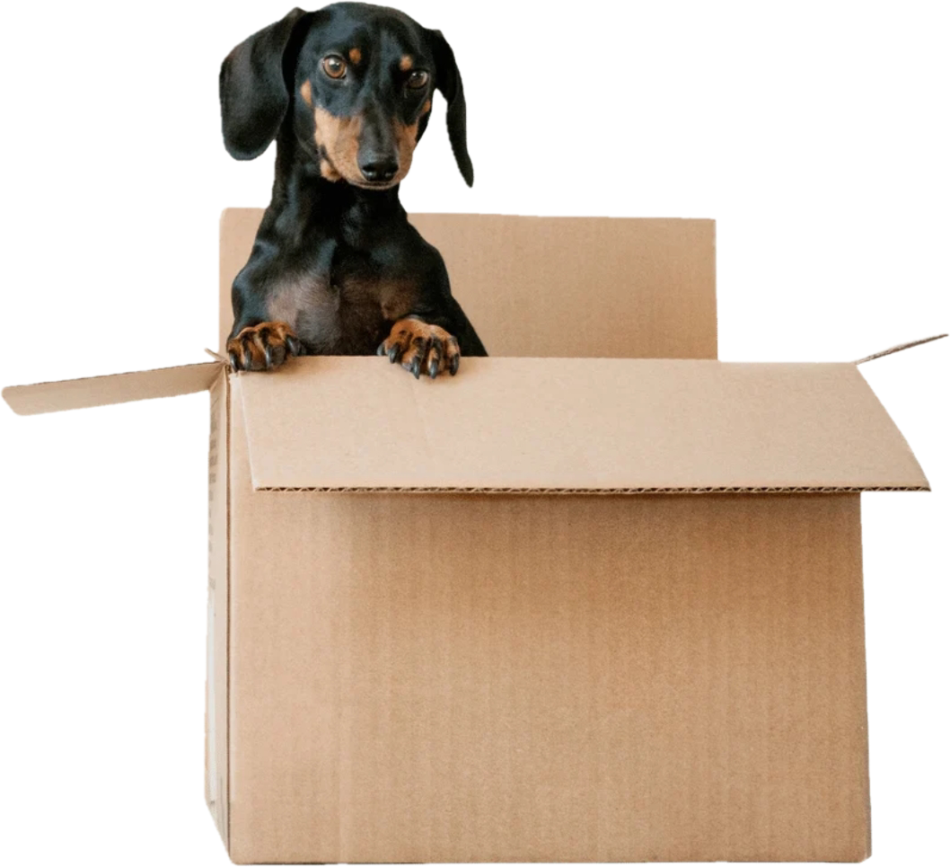 A black and tan dachshund puppy inside a cardboard box, looking at the camera.