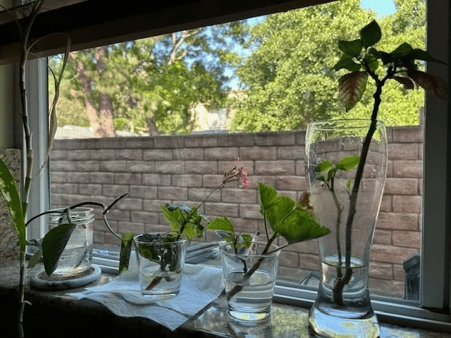 Roots Before Growth: Business Lessons from Plant Propagation