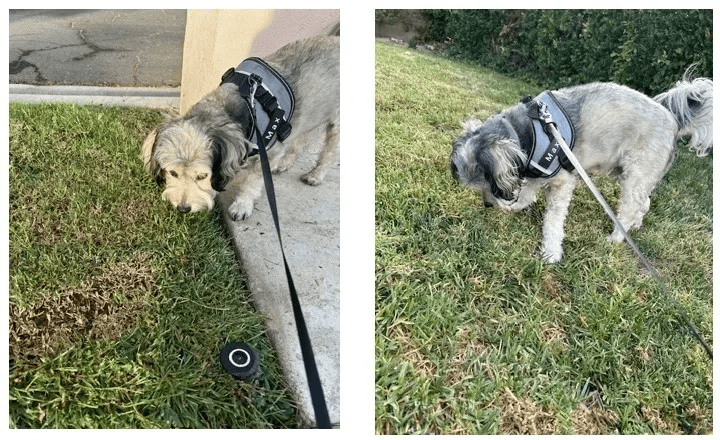 Sniffing Out Opportunities: Leave Your Mark Where It Matters