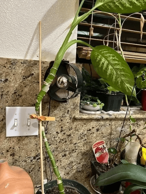 The Leaning Plant: Why Your Business Needs a Strong Foundation