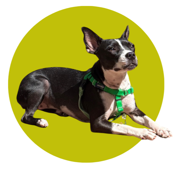 A small black and white dog with pointed ears, lying on a green background.