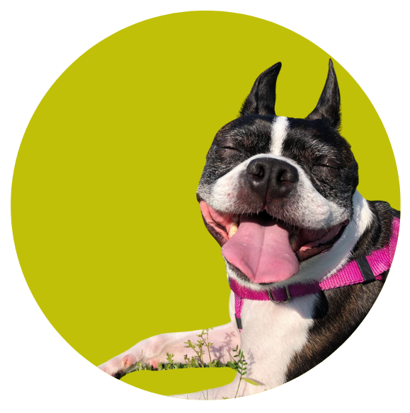 Close-up of a happy Boston Terrier with closed eyes, sticking out tongue, wearing a pink collar, against a bright yellow-green background.