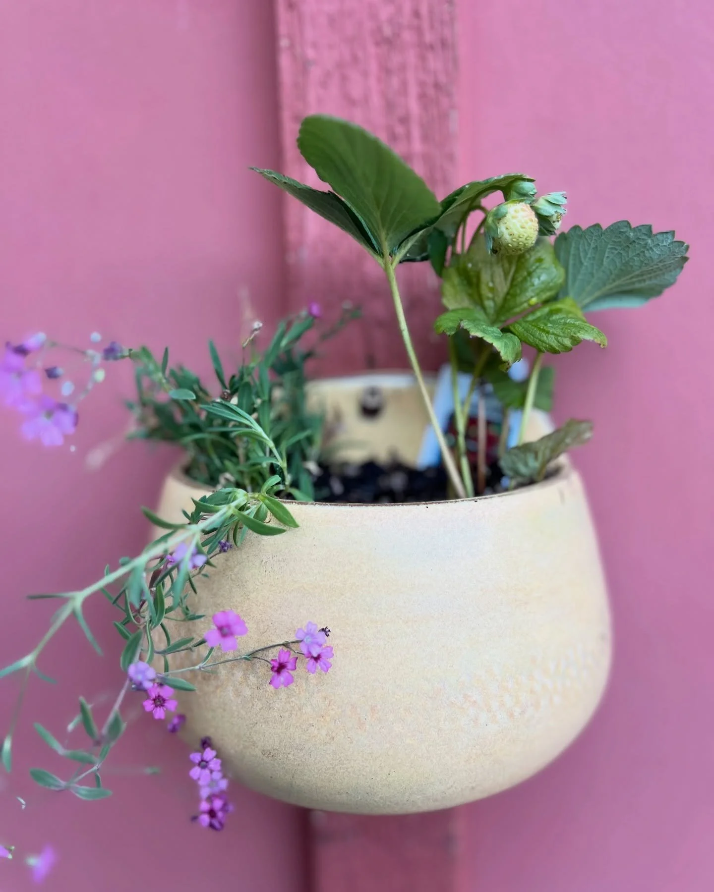 From Wheel to Wall 🌿🫣🍓

These hanging wall pockets started life as round bowls, fresh off the wheel. After trimming, I held my breath and cut them in half (gulp&mdash;always the most nerve-wracking part!). Each half was carefully scored, slipped, 