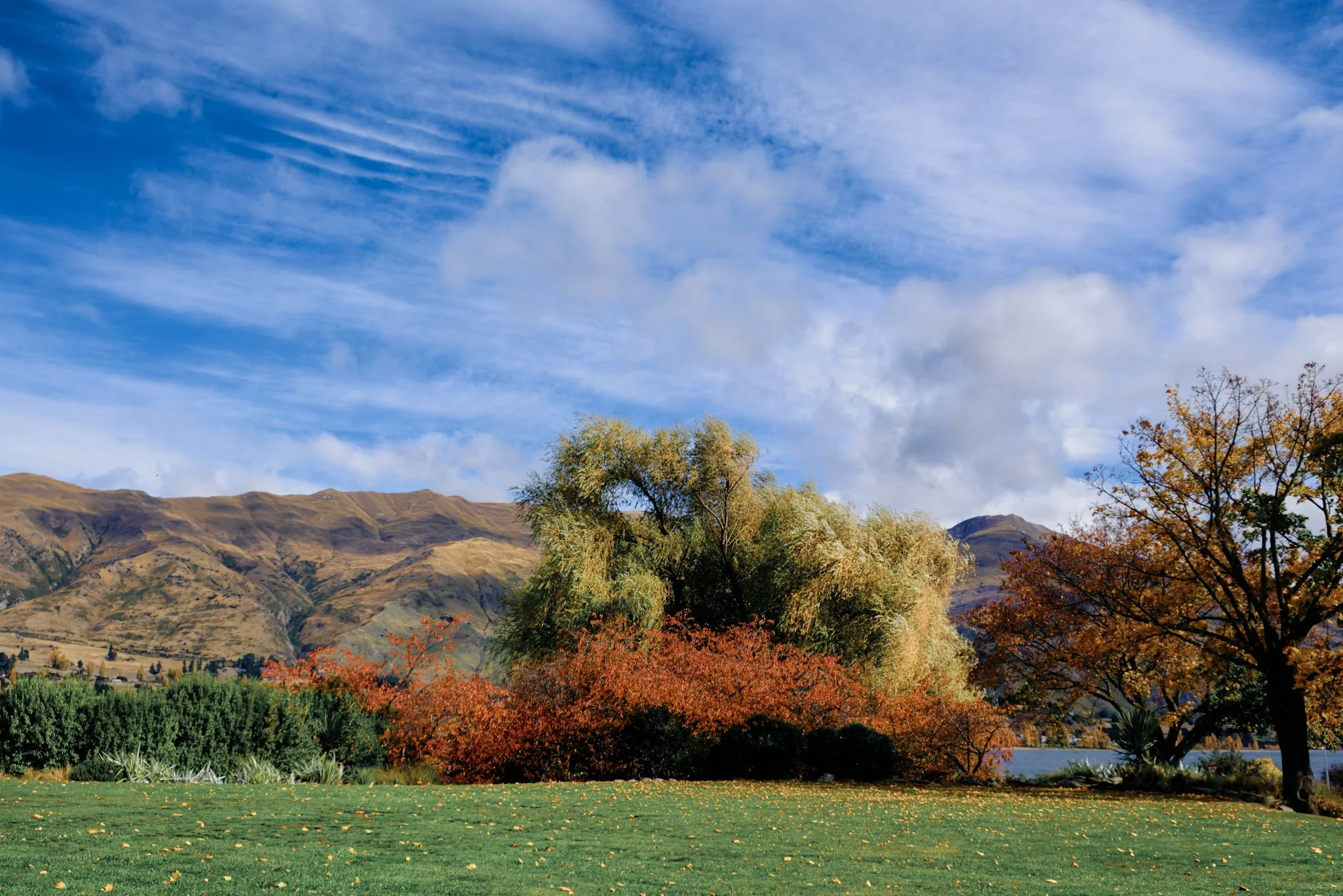 Autumn blaze meets mountain calm (Lake Wanaka)