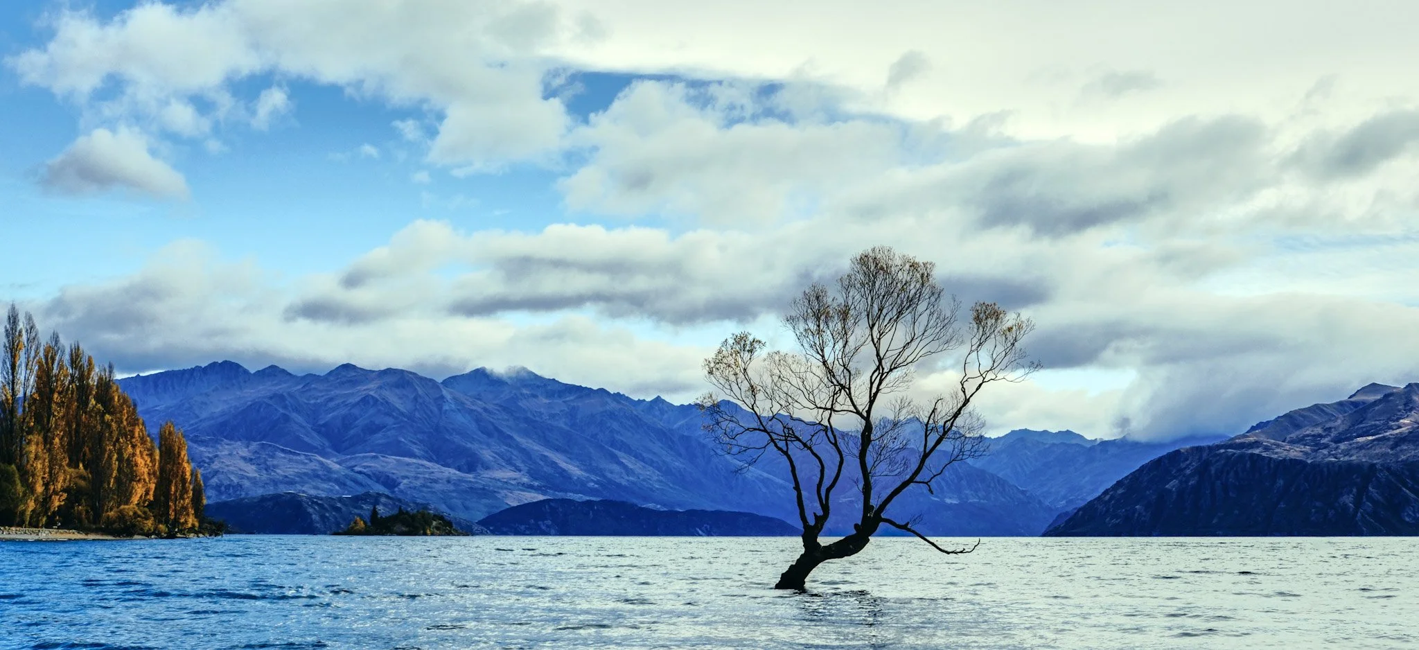THAT Wanaka tree