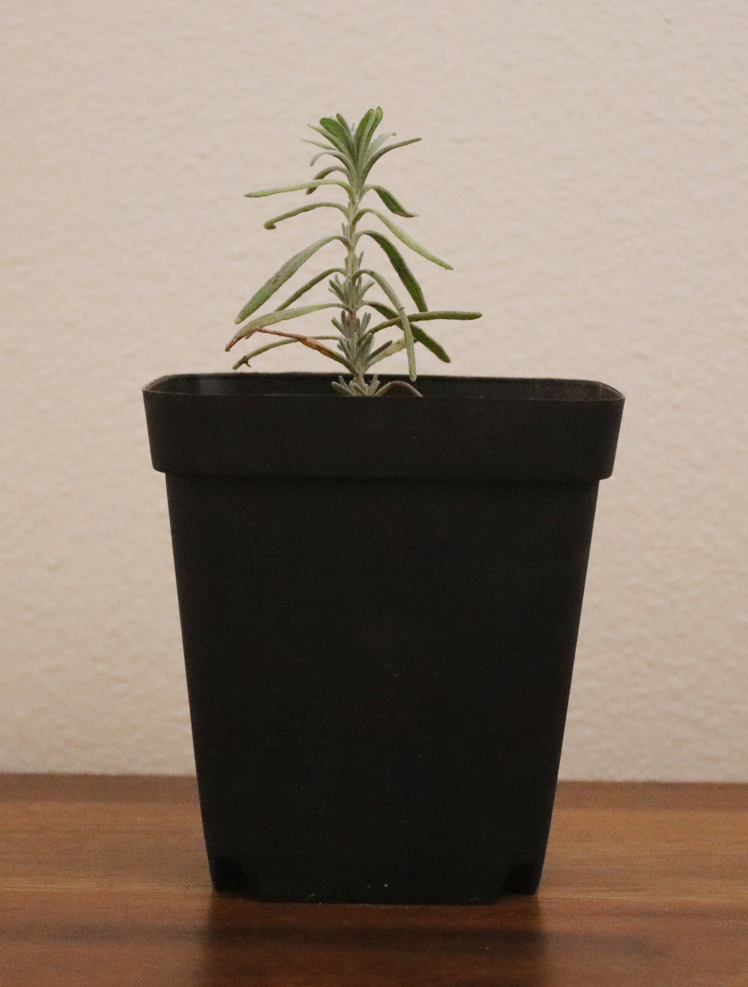 Royal Velvet Lavender 4" pot