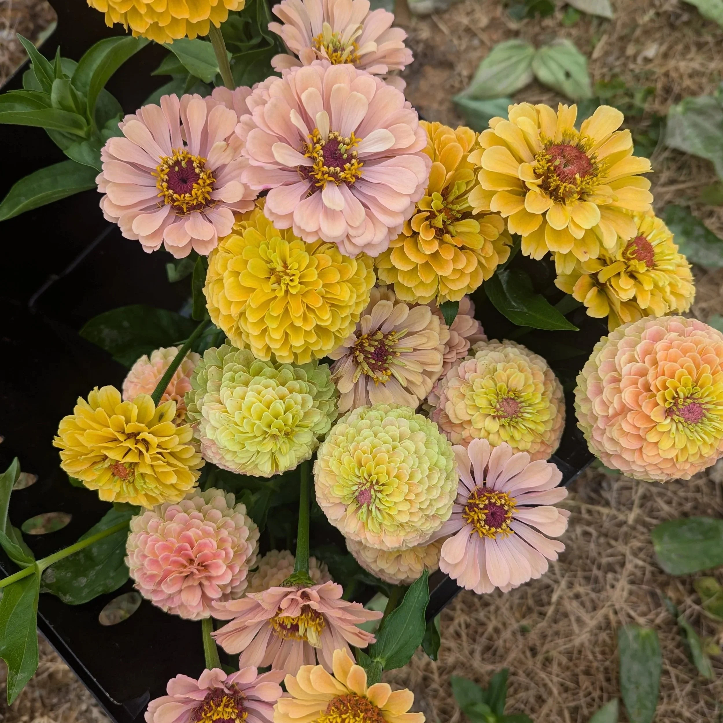 zinnia+floret+hybrid.jpg