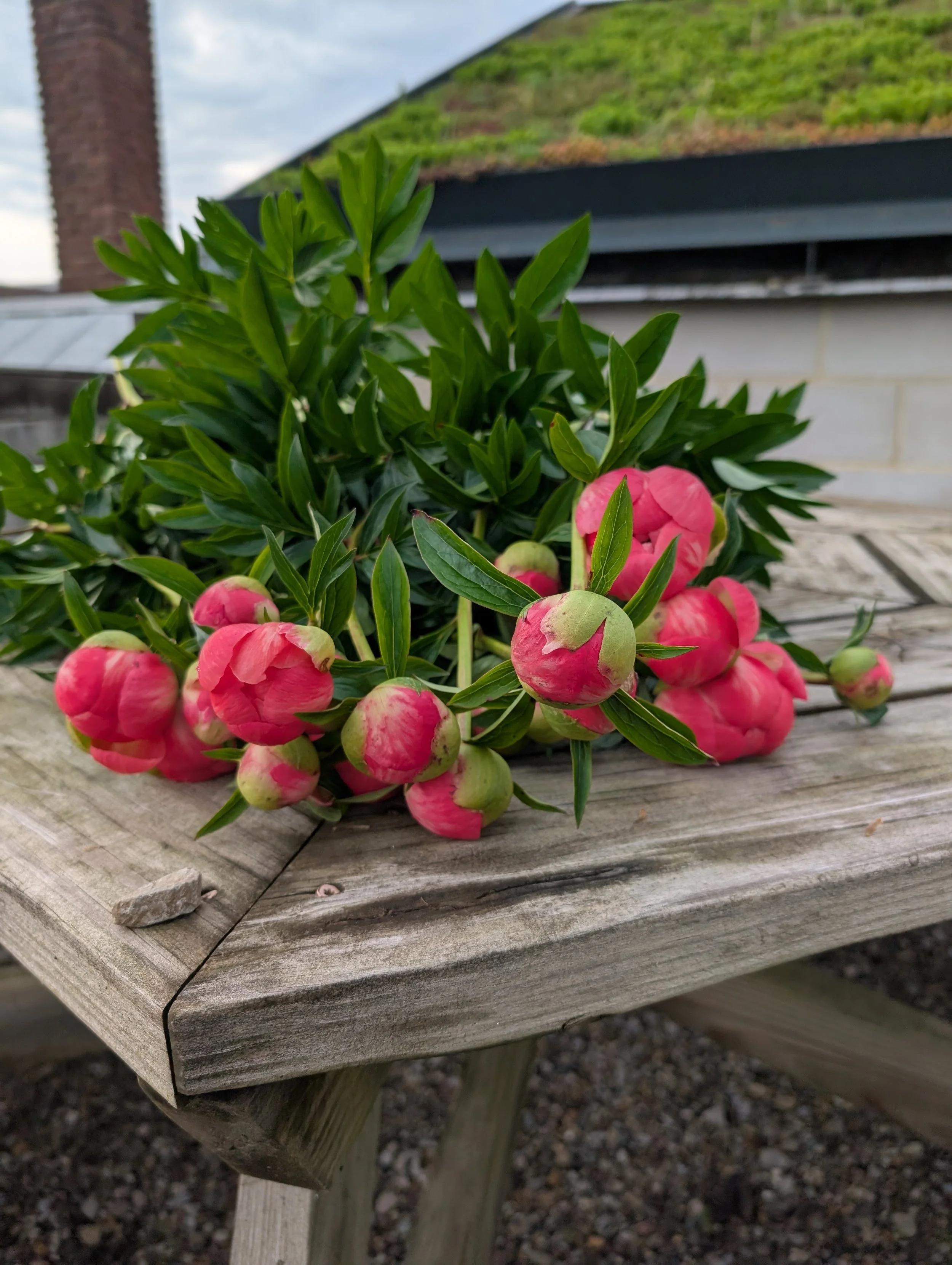 peonies.jpg
