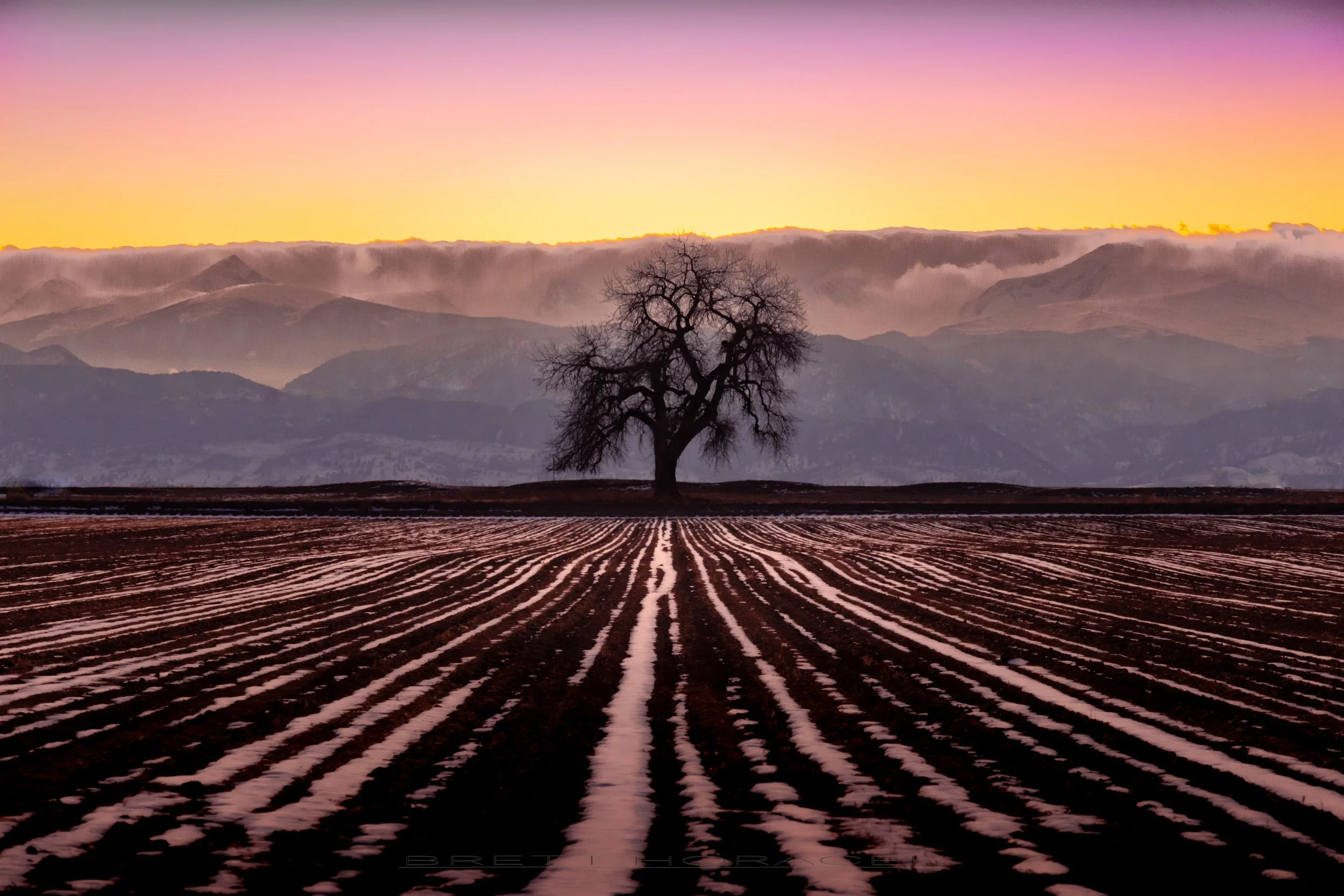Lone Cottonwood