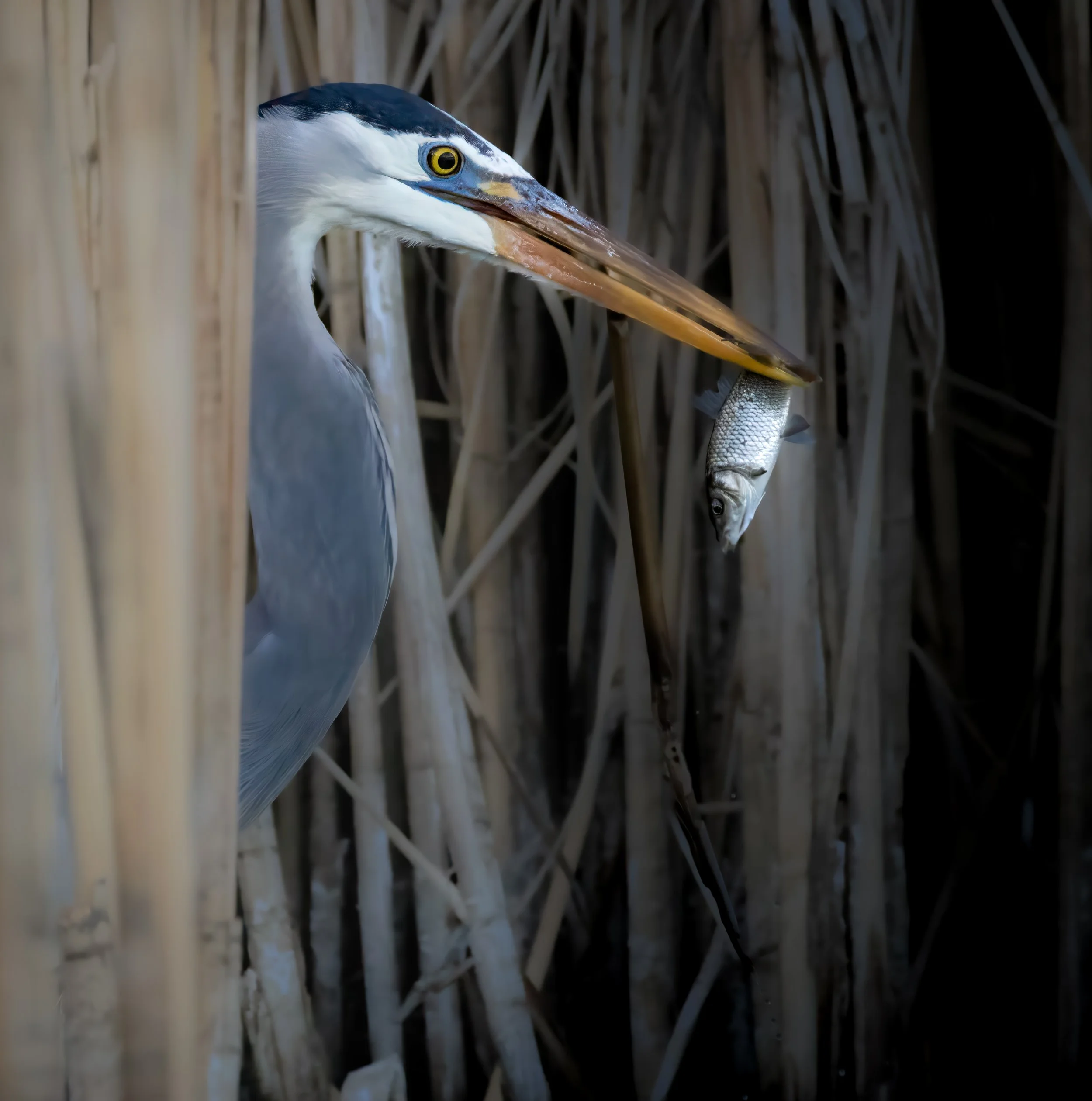 Great Blue Heron Catch