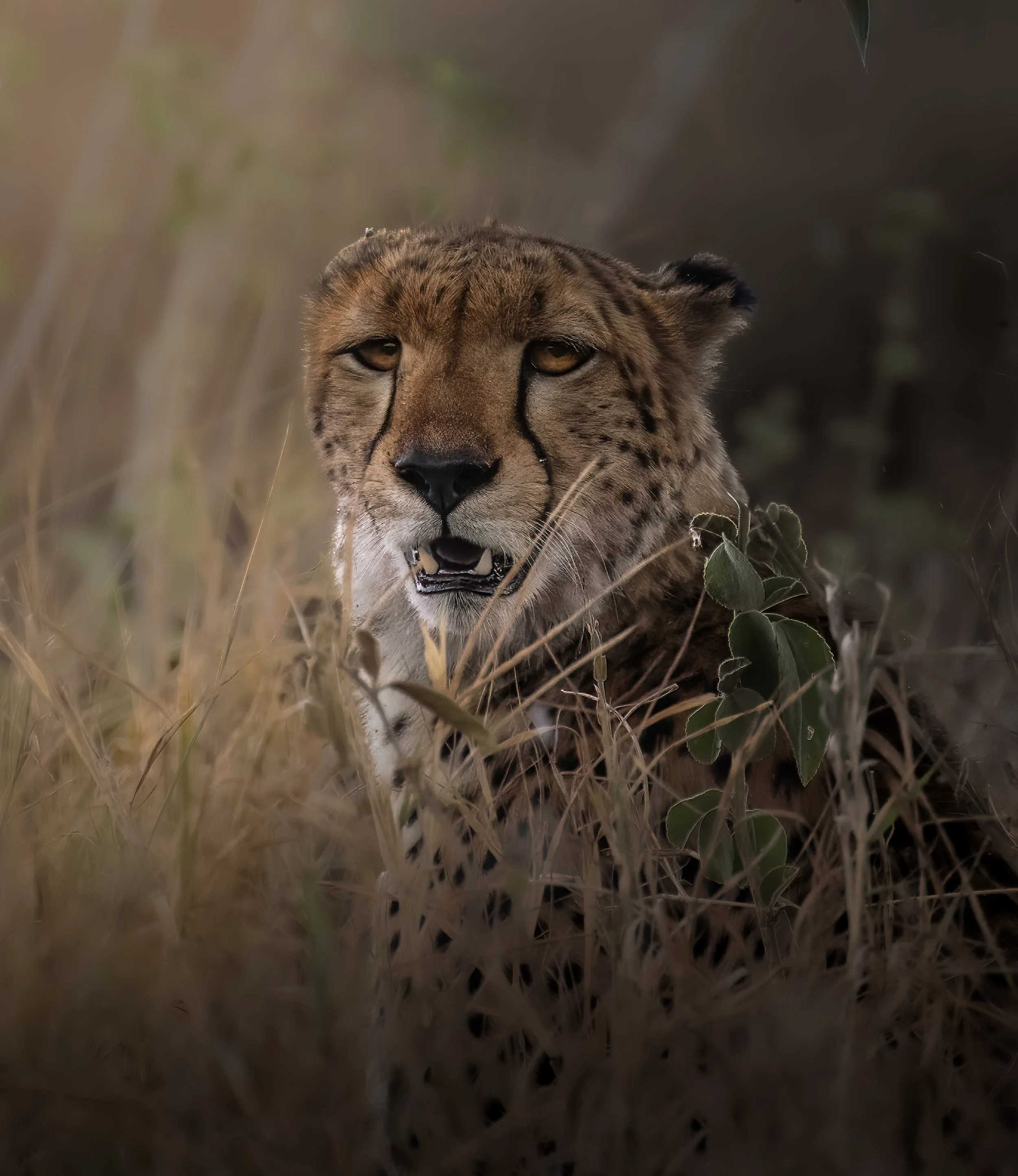 Cheetah-.jpg