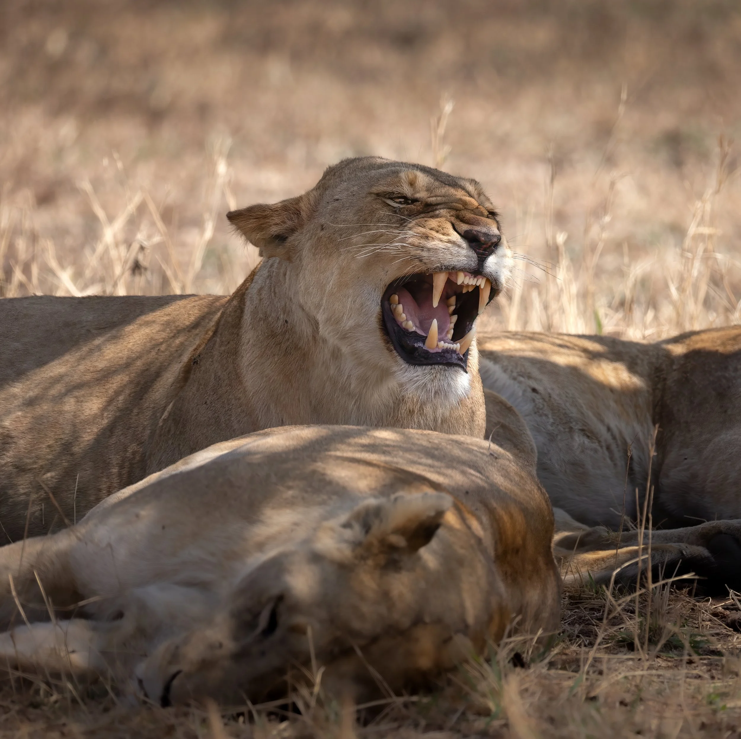 Lioness1-.jpg
