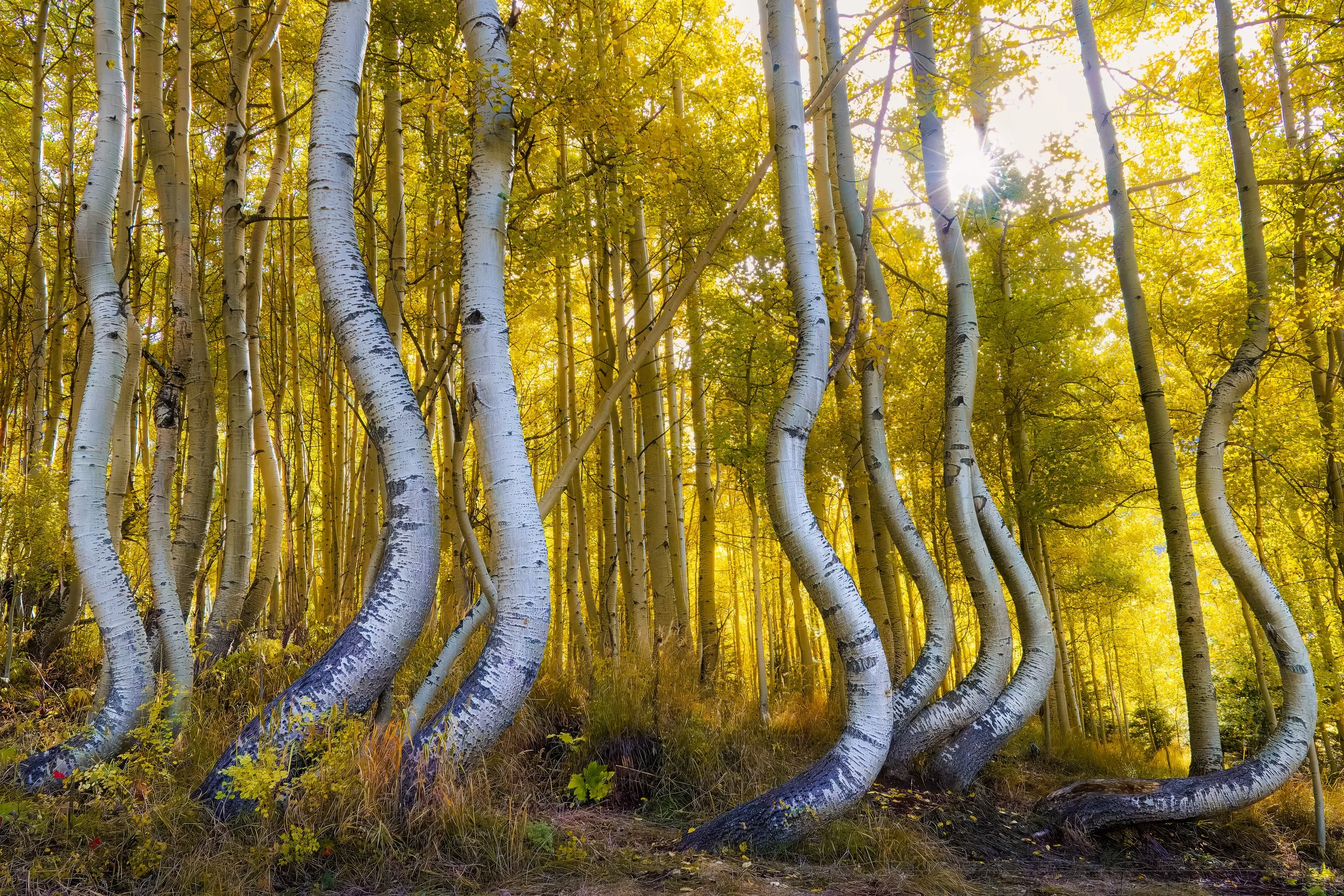 Dancing Aspens