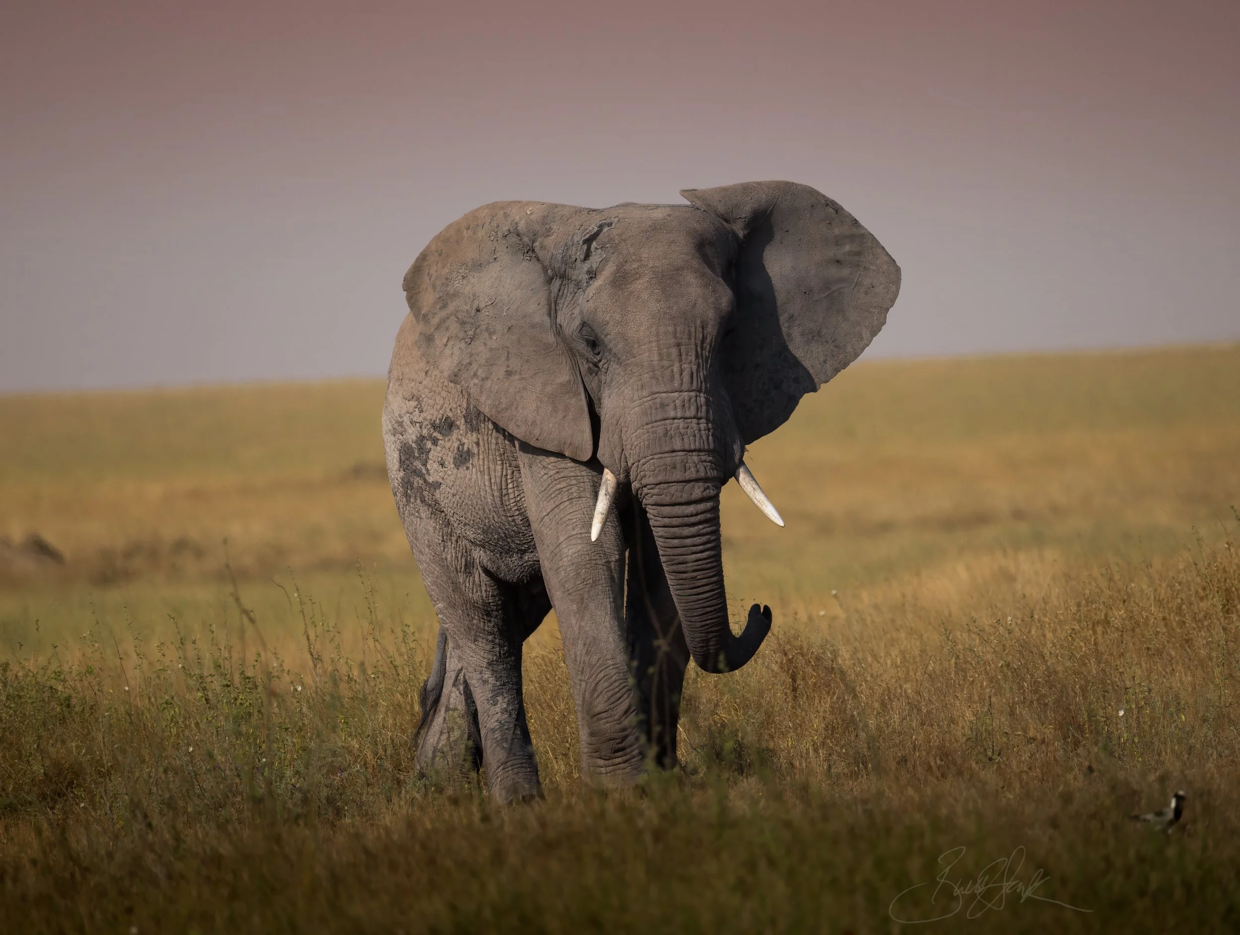 ElephantSoloSeren1-.jpg
