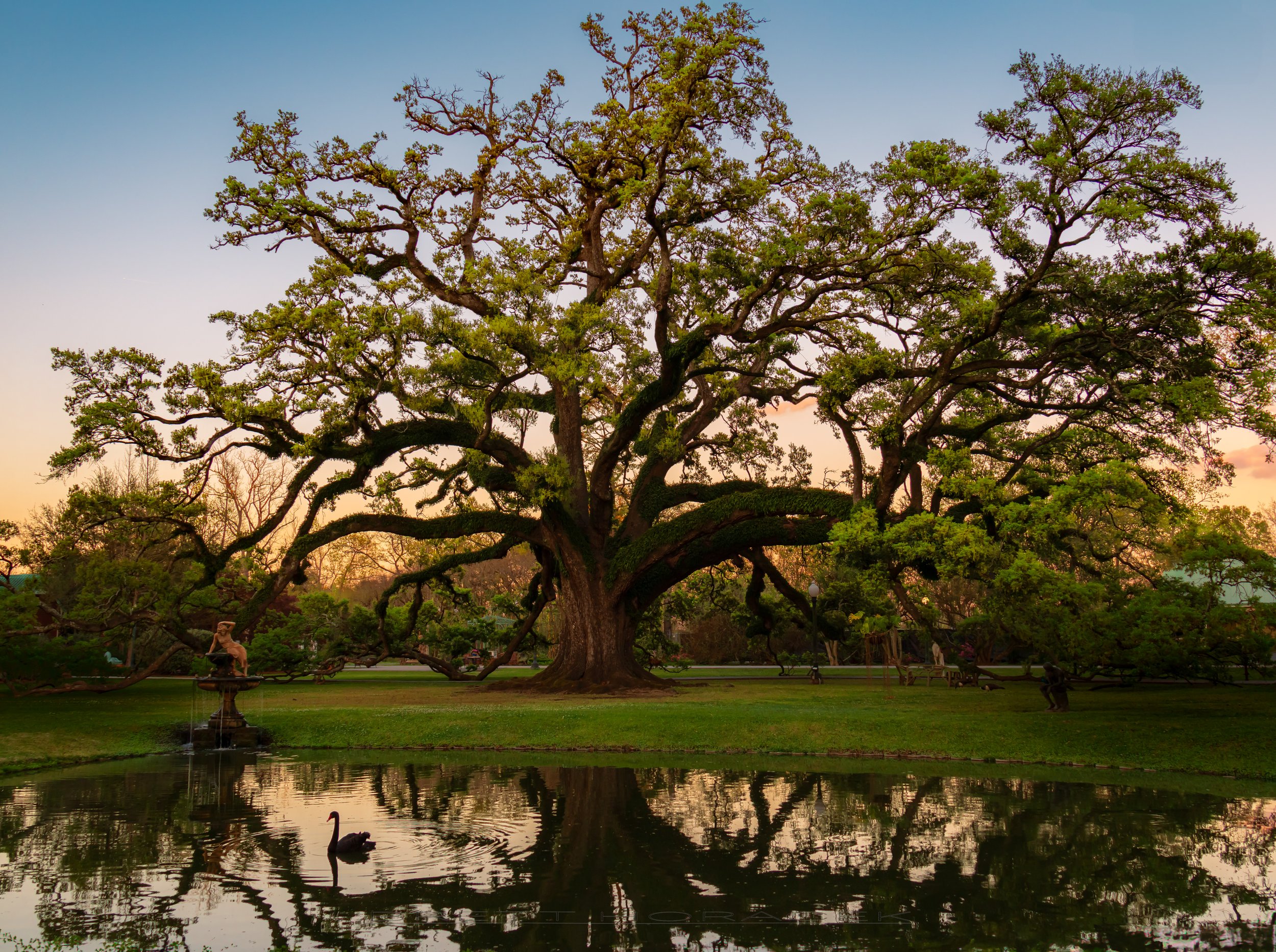 Burnside Oak