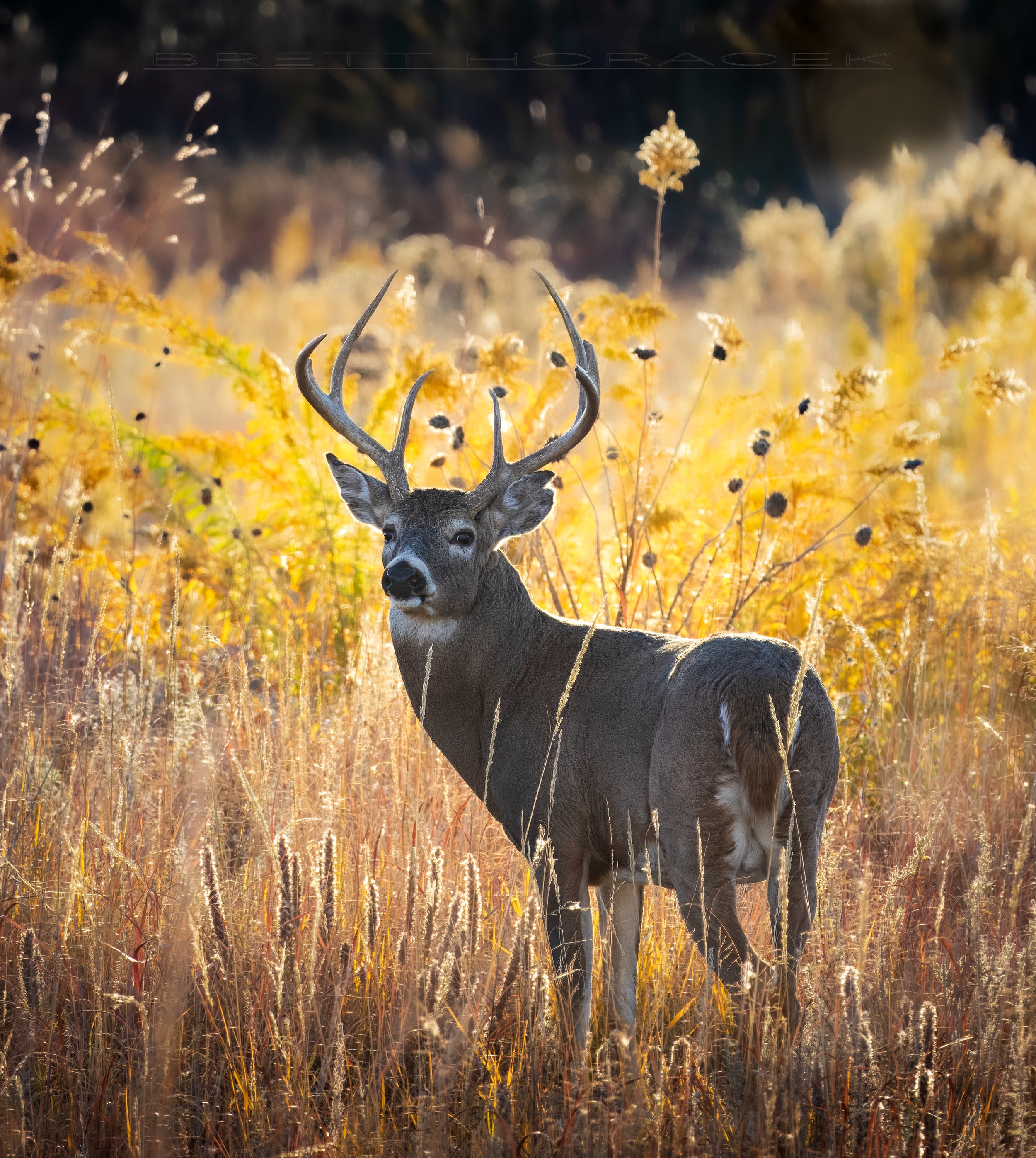 White-Tailed Buck Sunrise