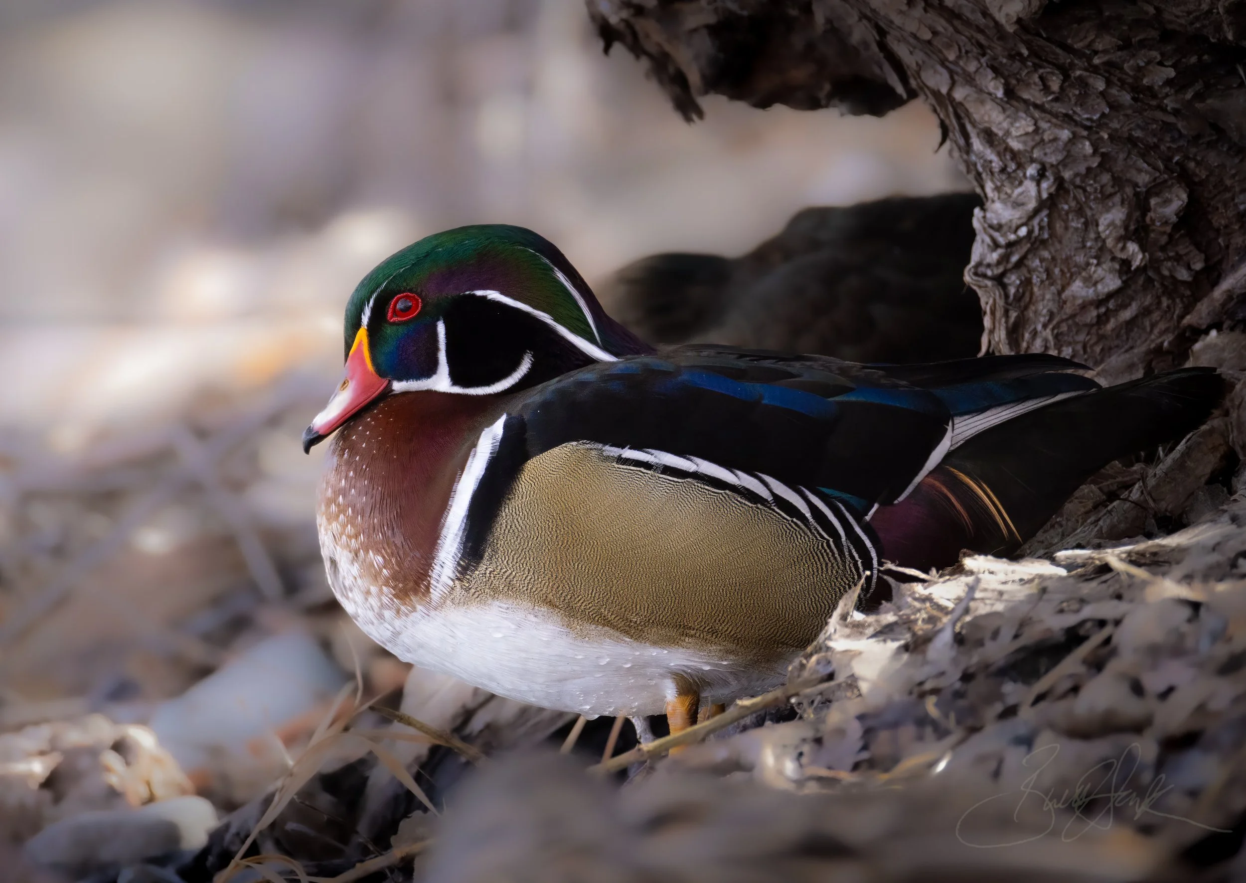 Wood Duck
