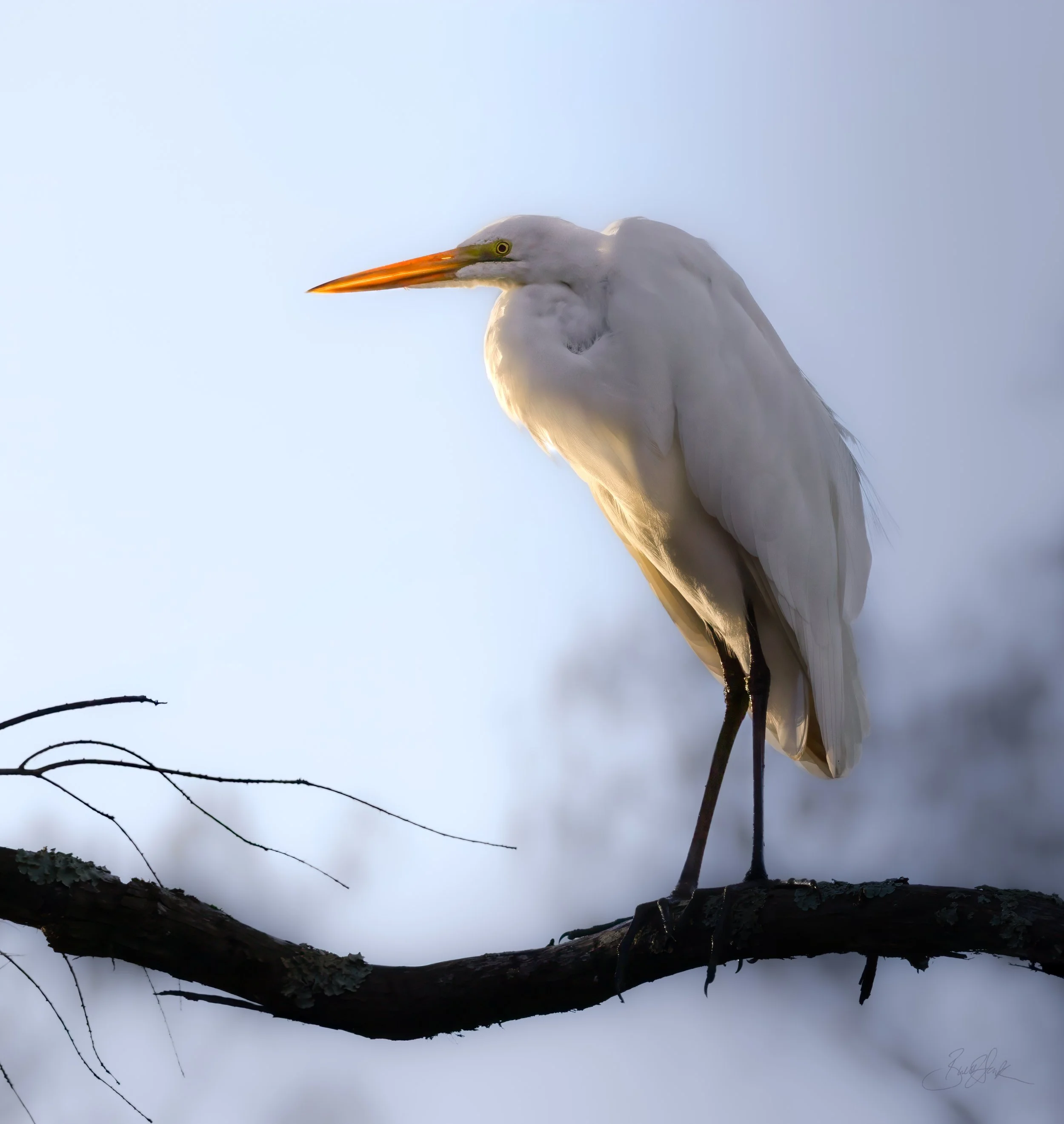 Great Heron Sunrise