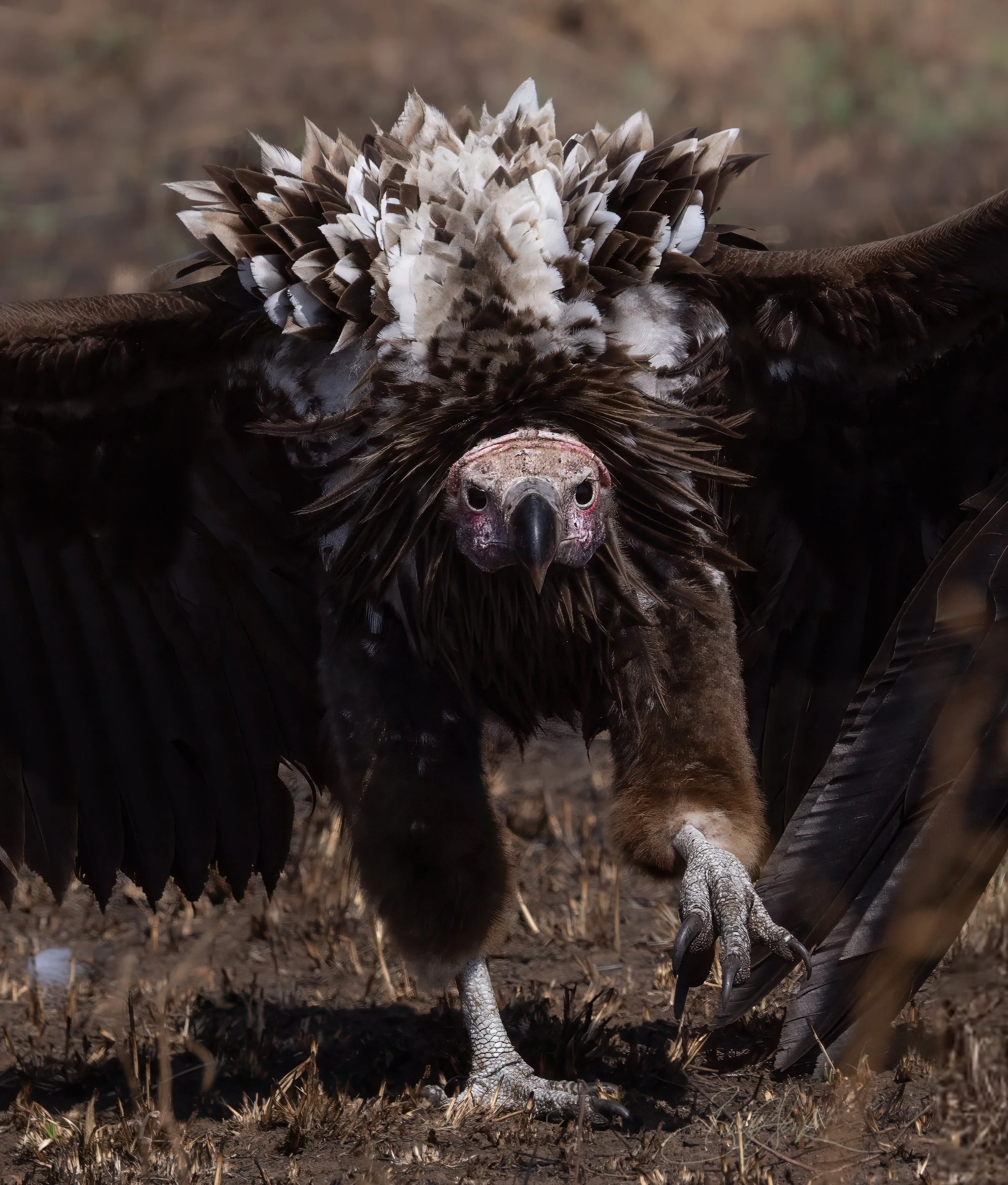 Stalker Lappet Faced Vulture1-.jpg