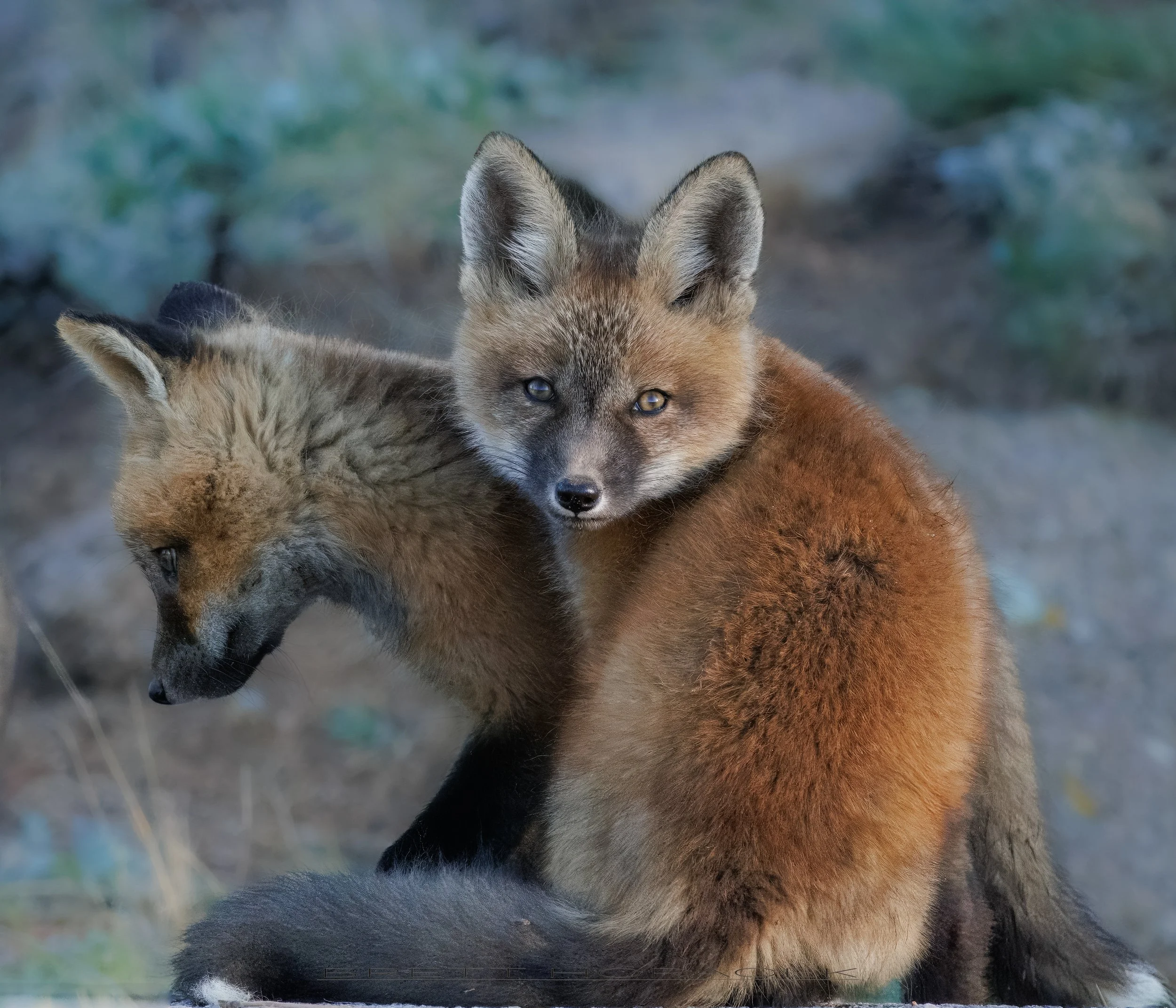 Two Fox Kit Brothers