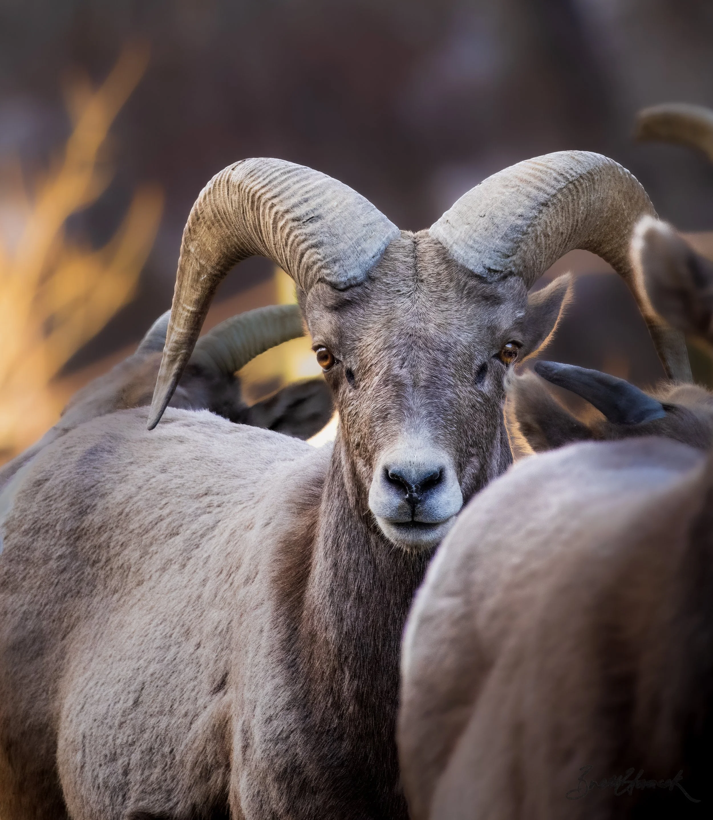 Big Horn Sheep (Ram)