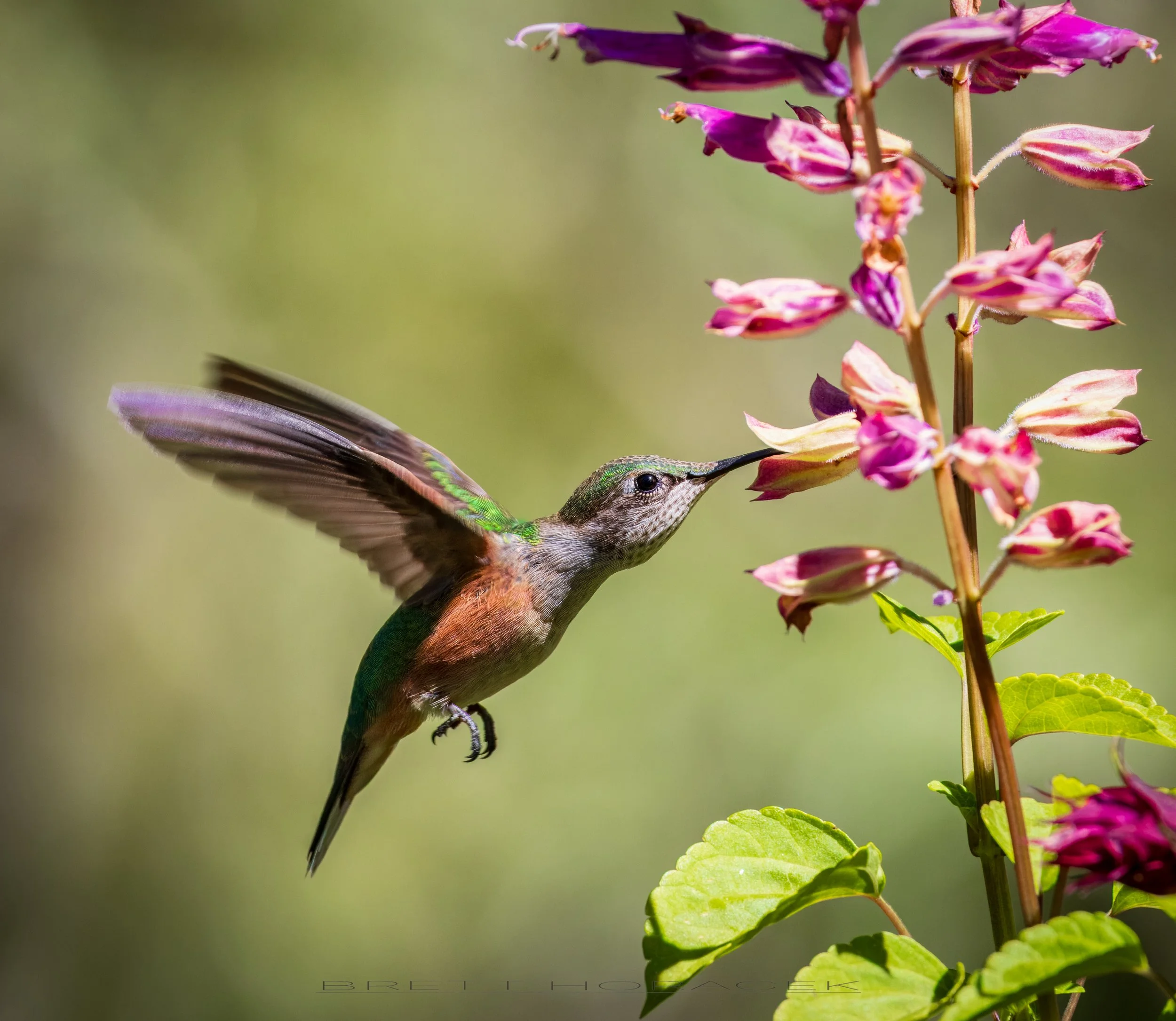Whispering Wings