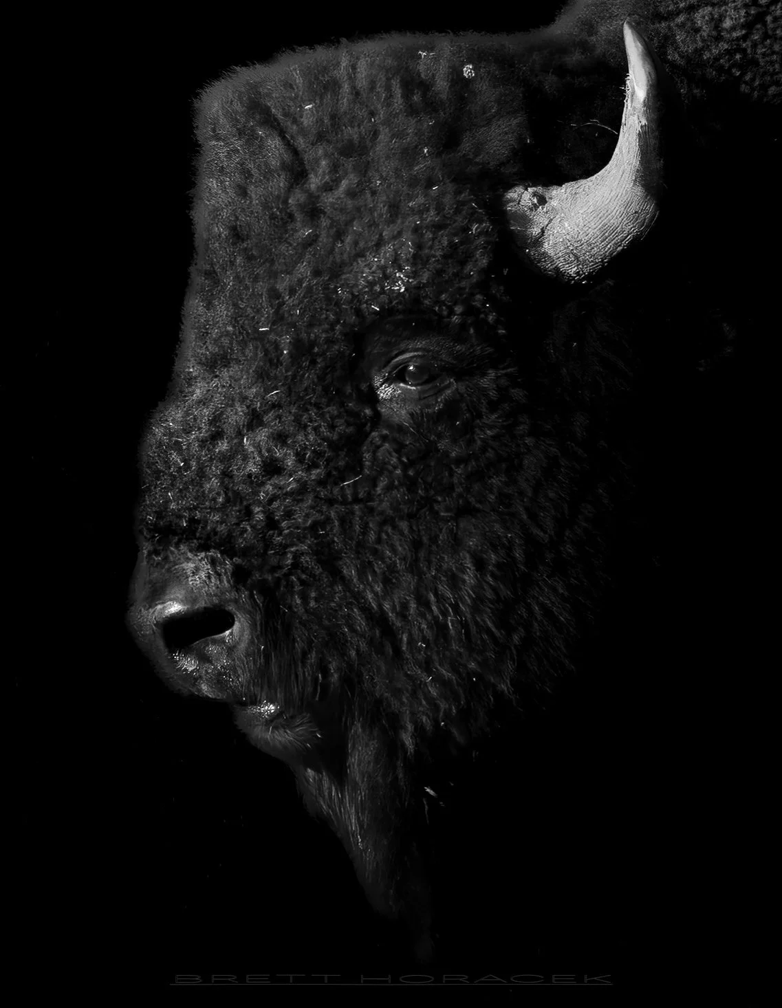 BisonBWPortrait (1 of 1).jpg